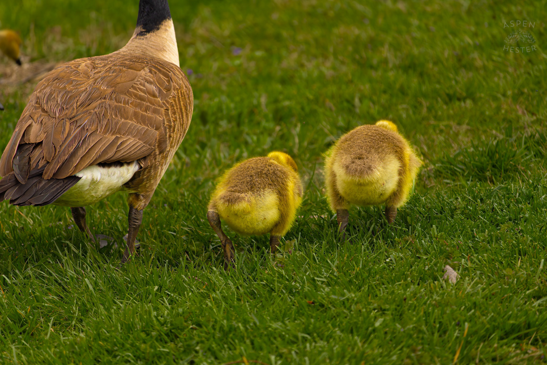 New Parent Geese Lead Their Young Grazing Goslings Through Brown Park. April 14th, 2025/Aspen Hester