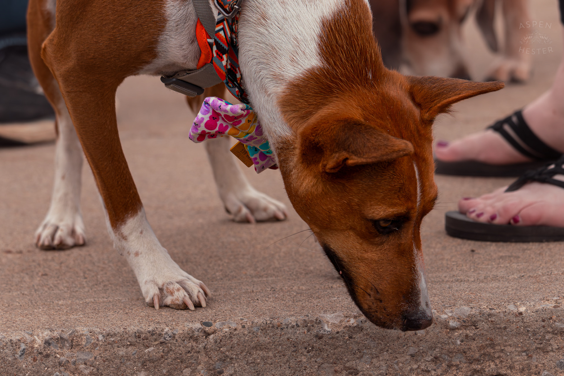 A Unknown Breed of Dog Wears A Colorful Easter Bowtie at Westport Village’s 5th Annual Puppy Palooza. April 19th, 2025/Aspen Hester