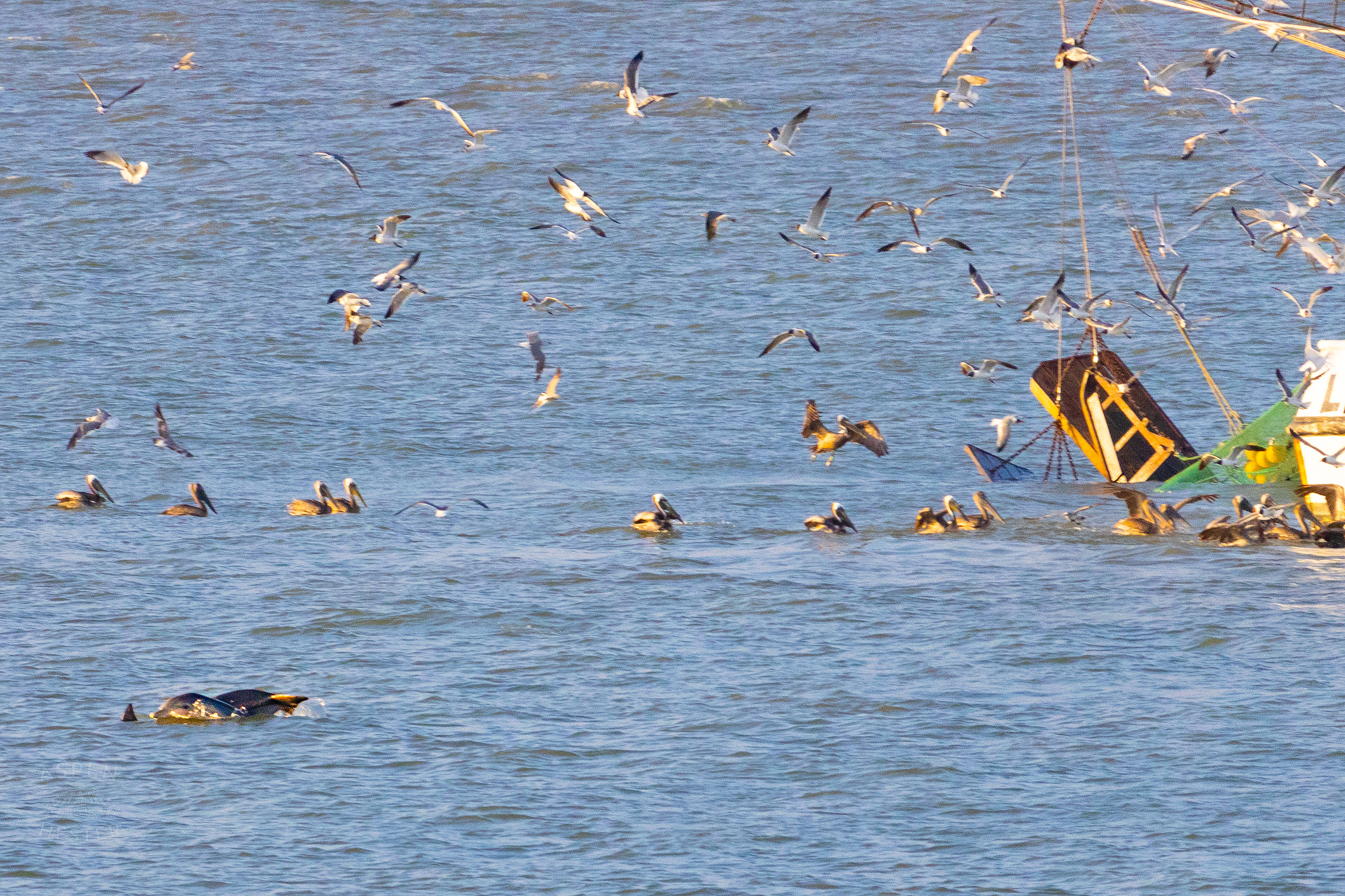 Birds Flock and Dolphins Swim Around The 'Lisa Suzanne' Off The Coast of Tybee Island Georgia. June 23rd, 2024/Aspen Hester