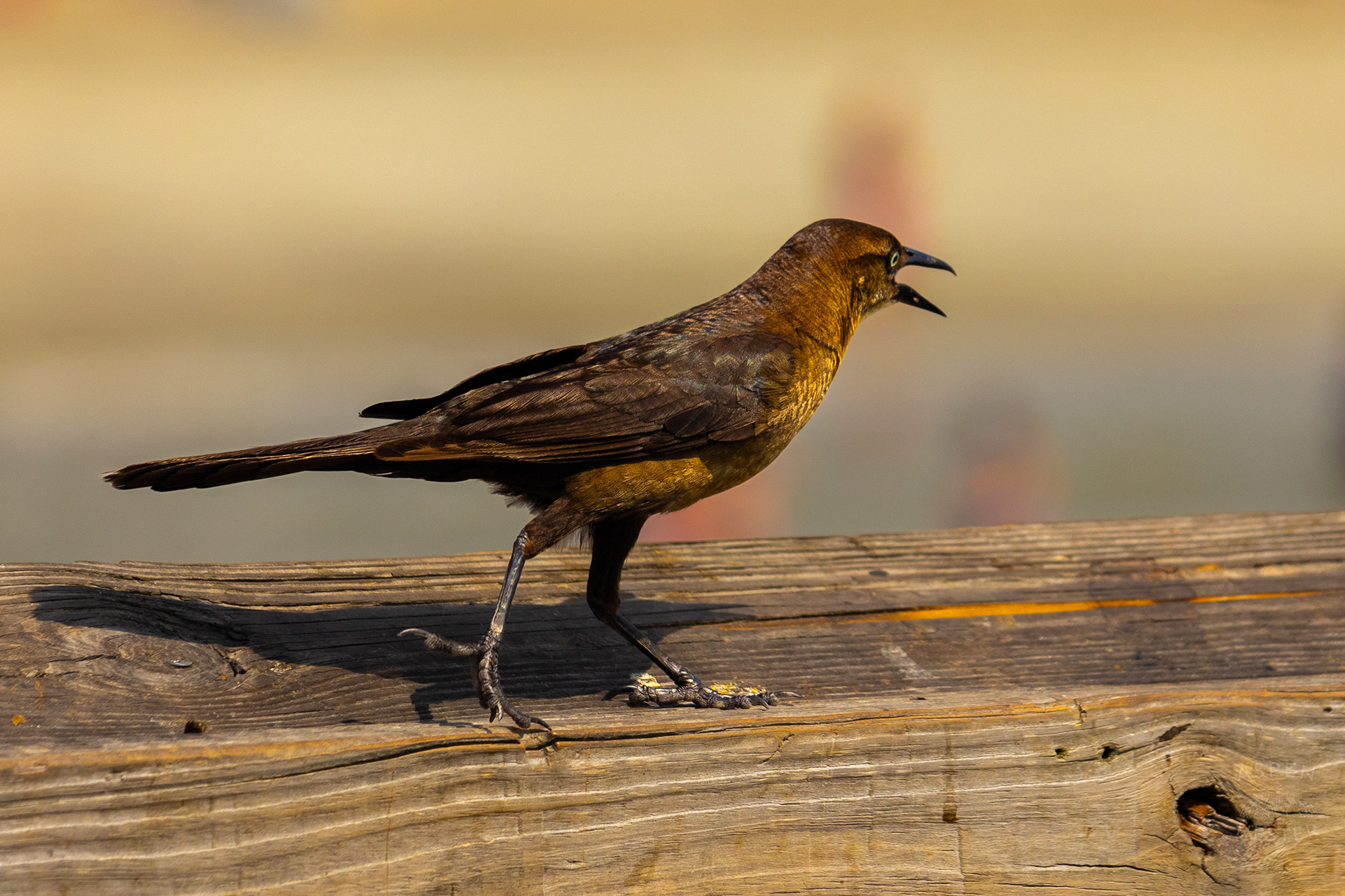 Grackle on The Tybee Island Pier and Pavilion on Tybee Island Georgia. June 27th, 2024/Aspen Hester 