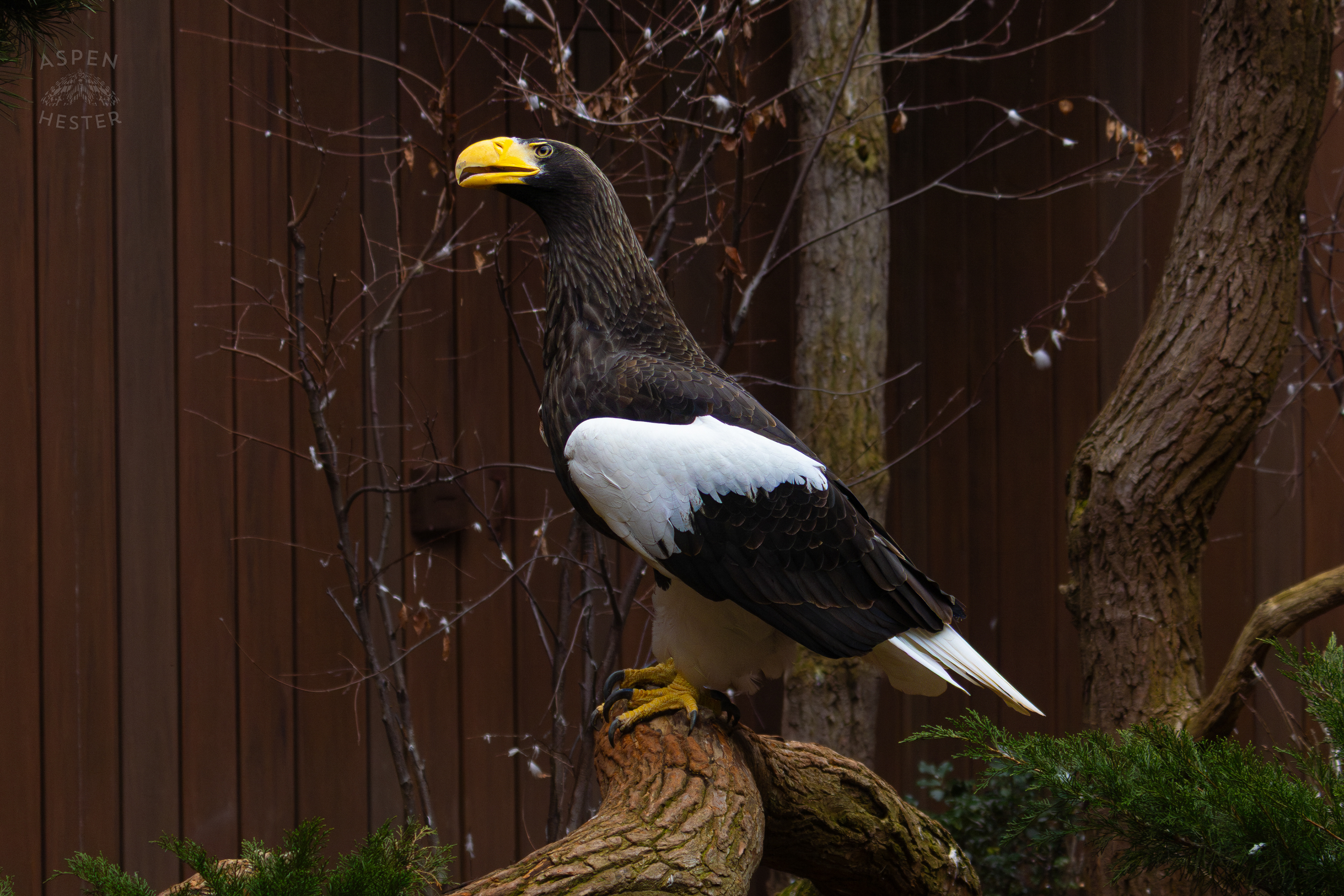 Kodiak The Steller’s Sea Eagle Perches Inside The National Aviary in Pittsburgh Pennsylvania. February 26th, 2025/Aspen Hester