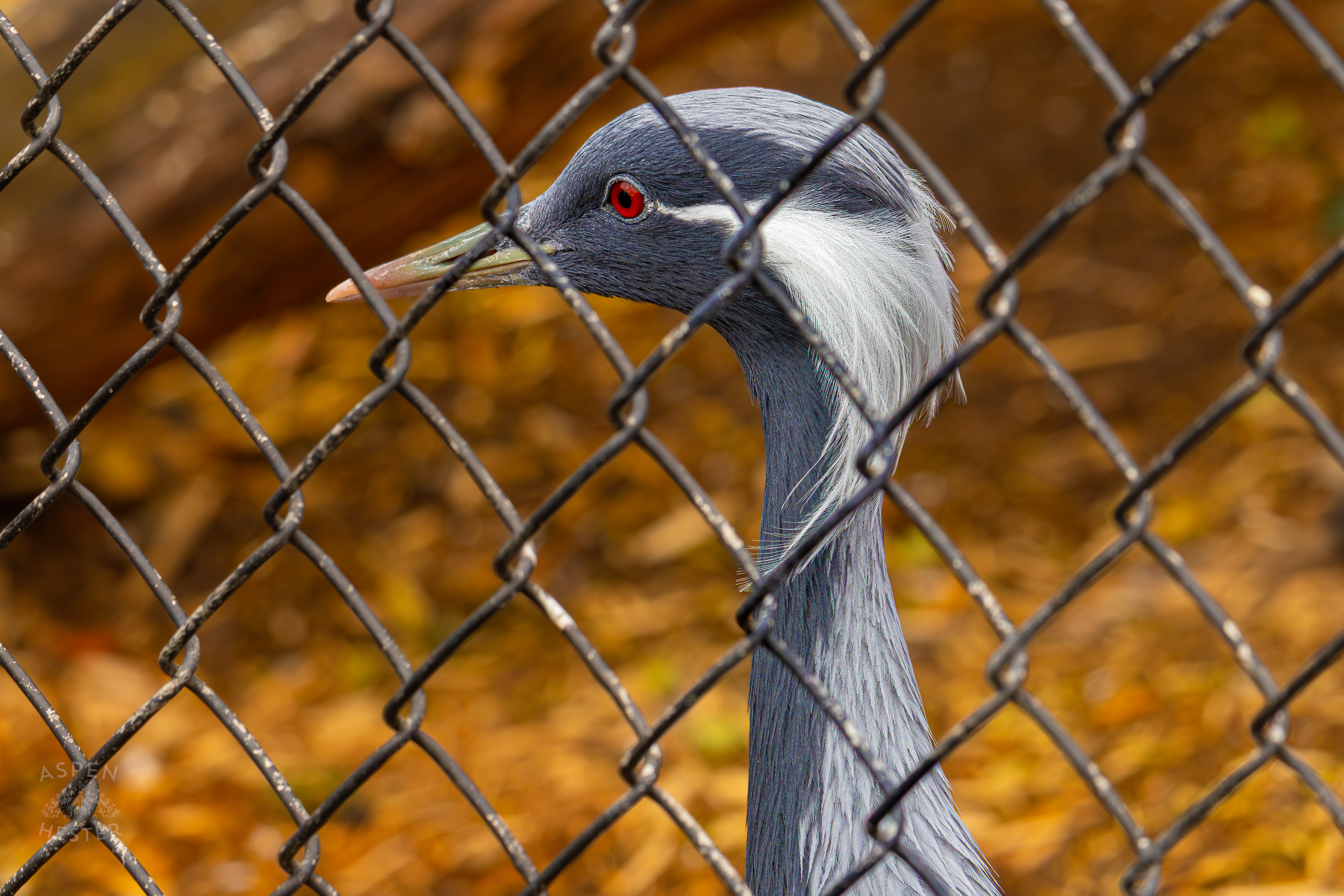A Demoiselle Crane Hangs Out Behind The Fence in Condor Court Inside The National Aviary in Pittsburgh Pennsylvania. February 26th, 2025/Aspen Hester