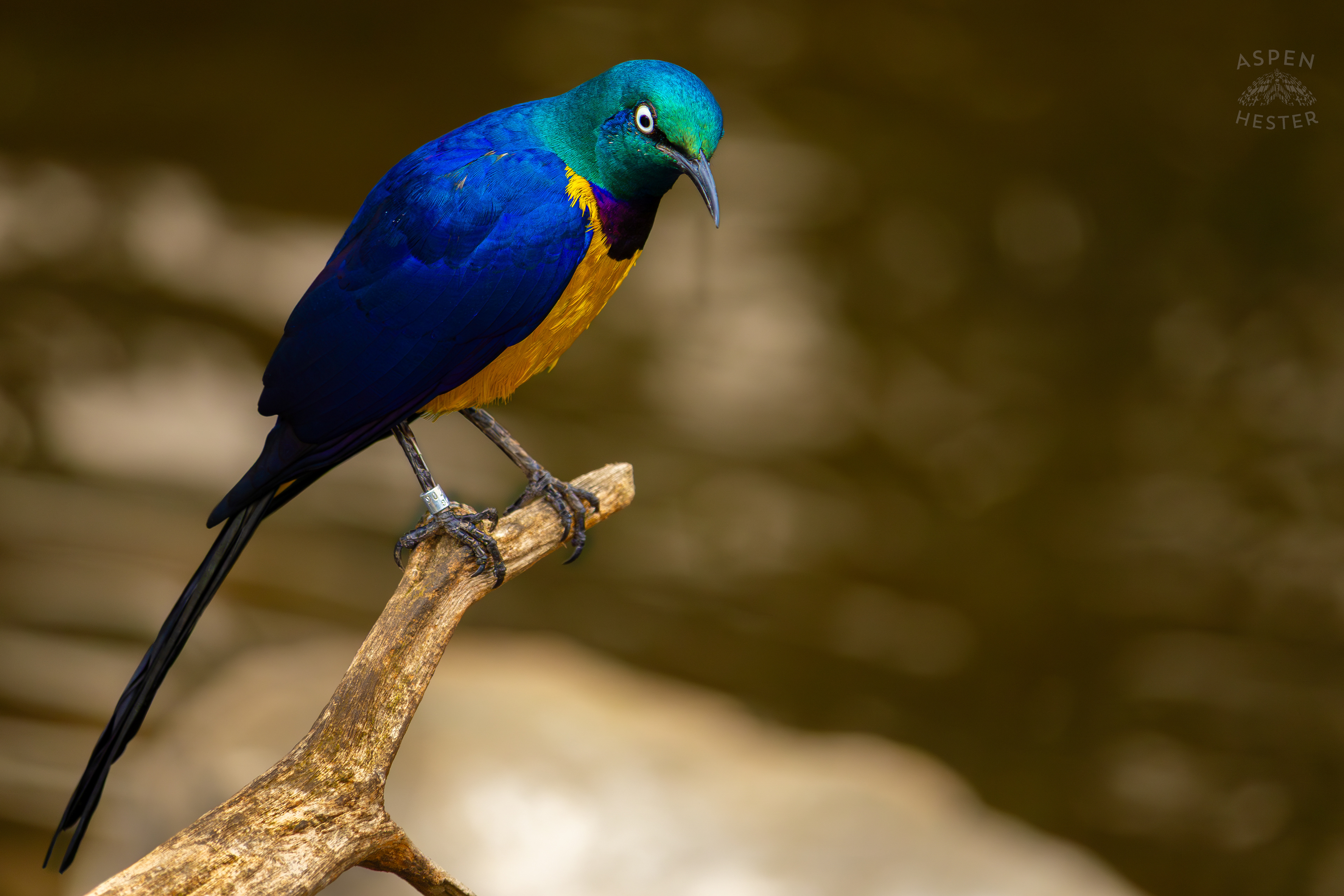 A Golden Breasted Starling On A Branch In The Wetlands Inside The National Aviary in Pittsburgh Pennsylvania. February 26th, 2025/Aspen Hester