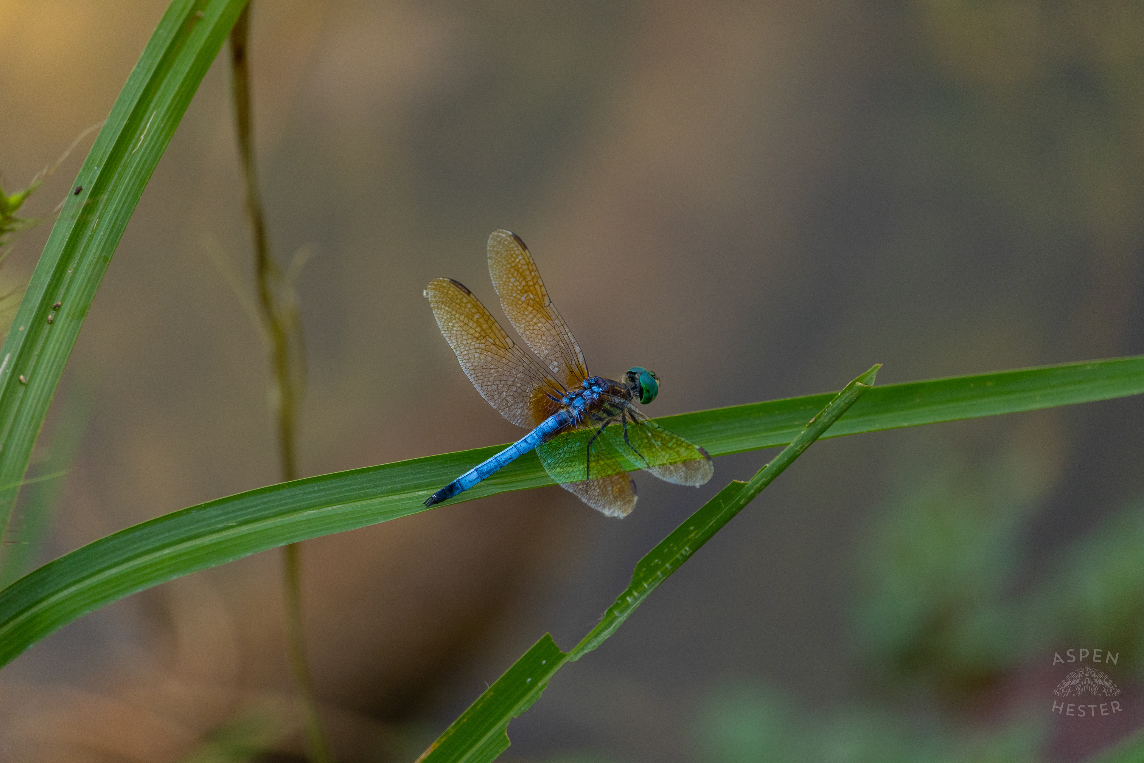 An Emperor Dragonfly Sitting Above The Chickasaw Park Pond. August 25th, 2024/Aspen Hester