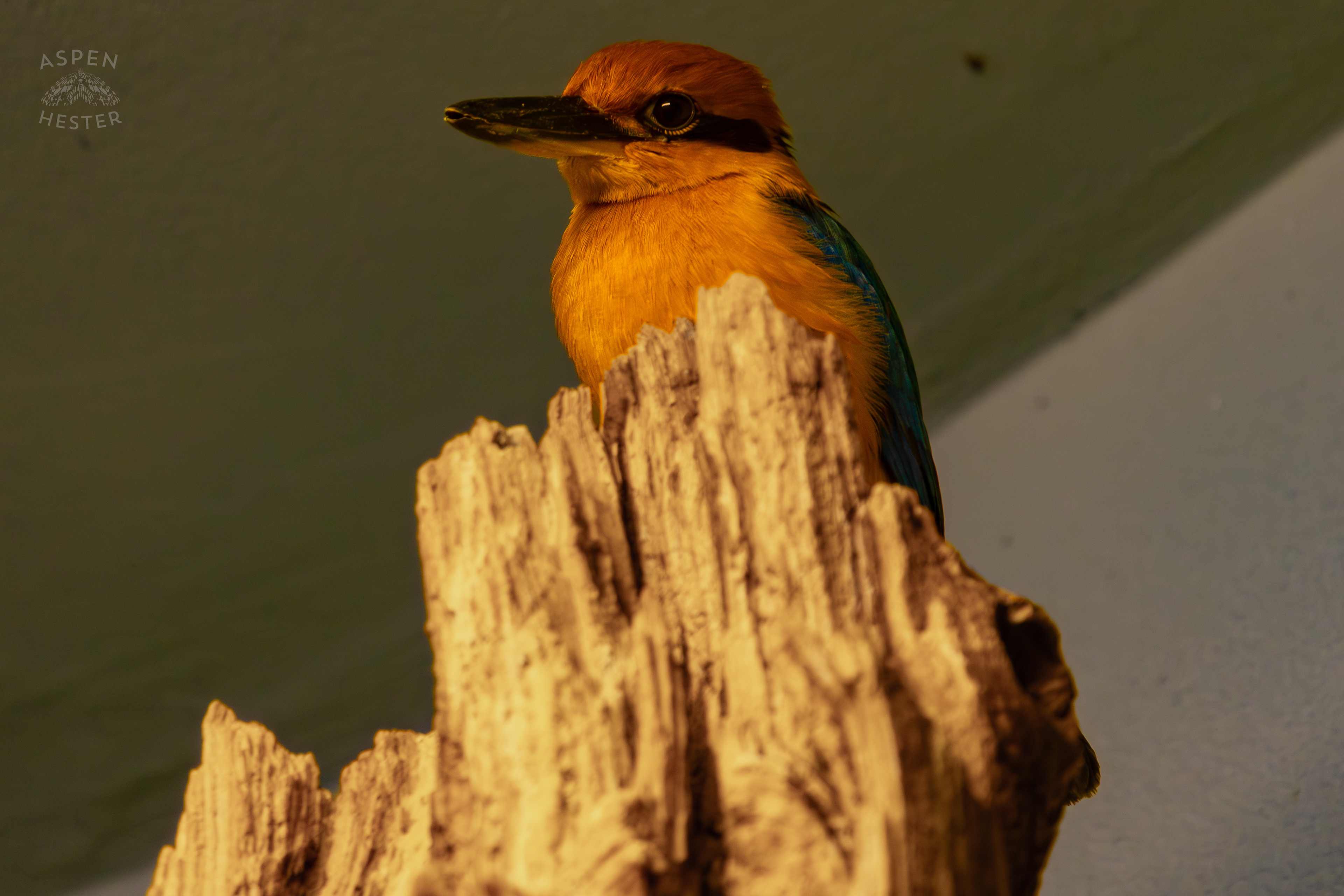 Guam Kingfisher Perches In Canary's Call Inside The National Aviary in Pittsburgh Pennsylvania. February 26th, 2025/Aspen Hester