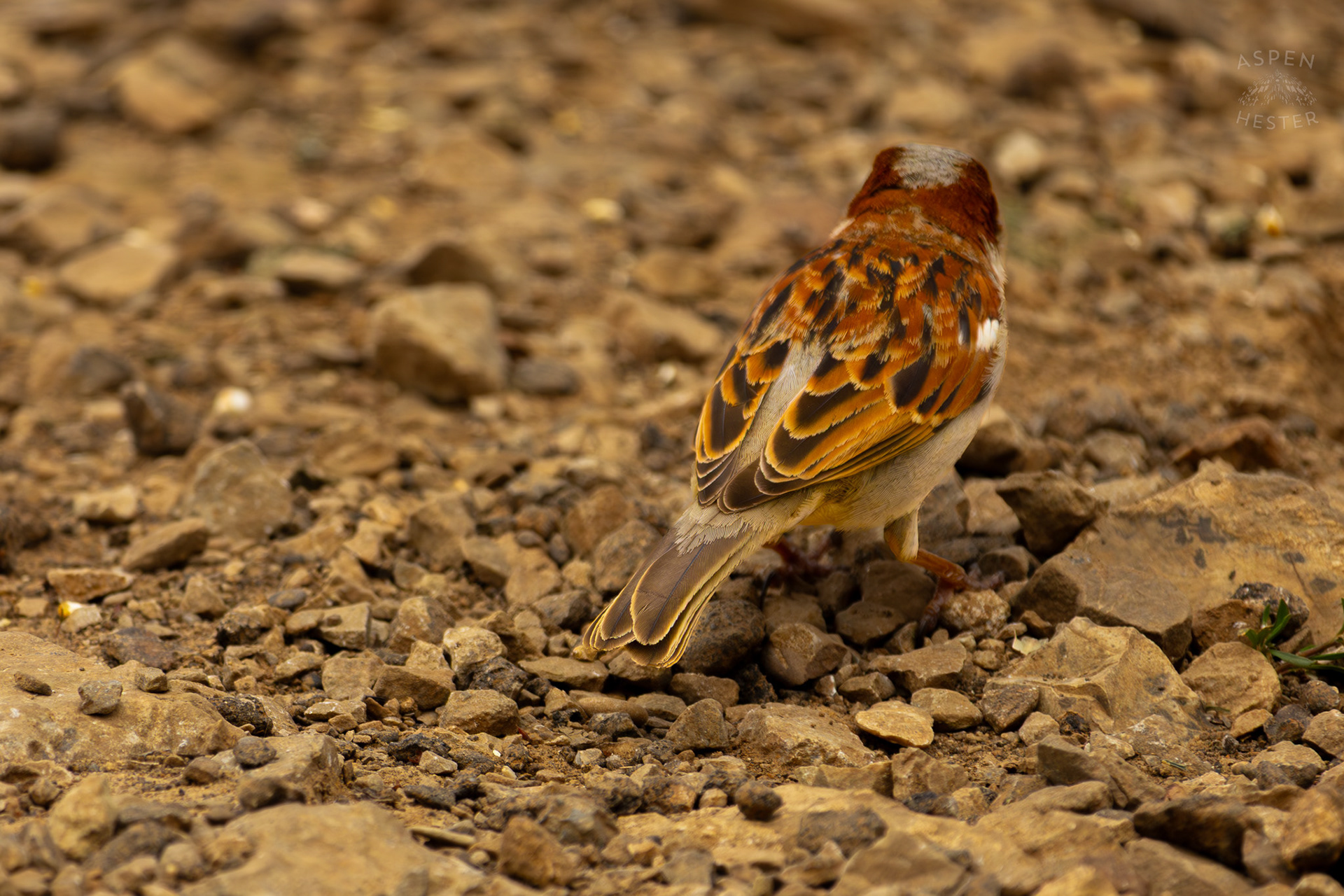 A House Sparrow on The Banks of Middle Fork Beargrass Creek Where It Runs Through Brown Park. April 14th, 2025/Aspen Hester