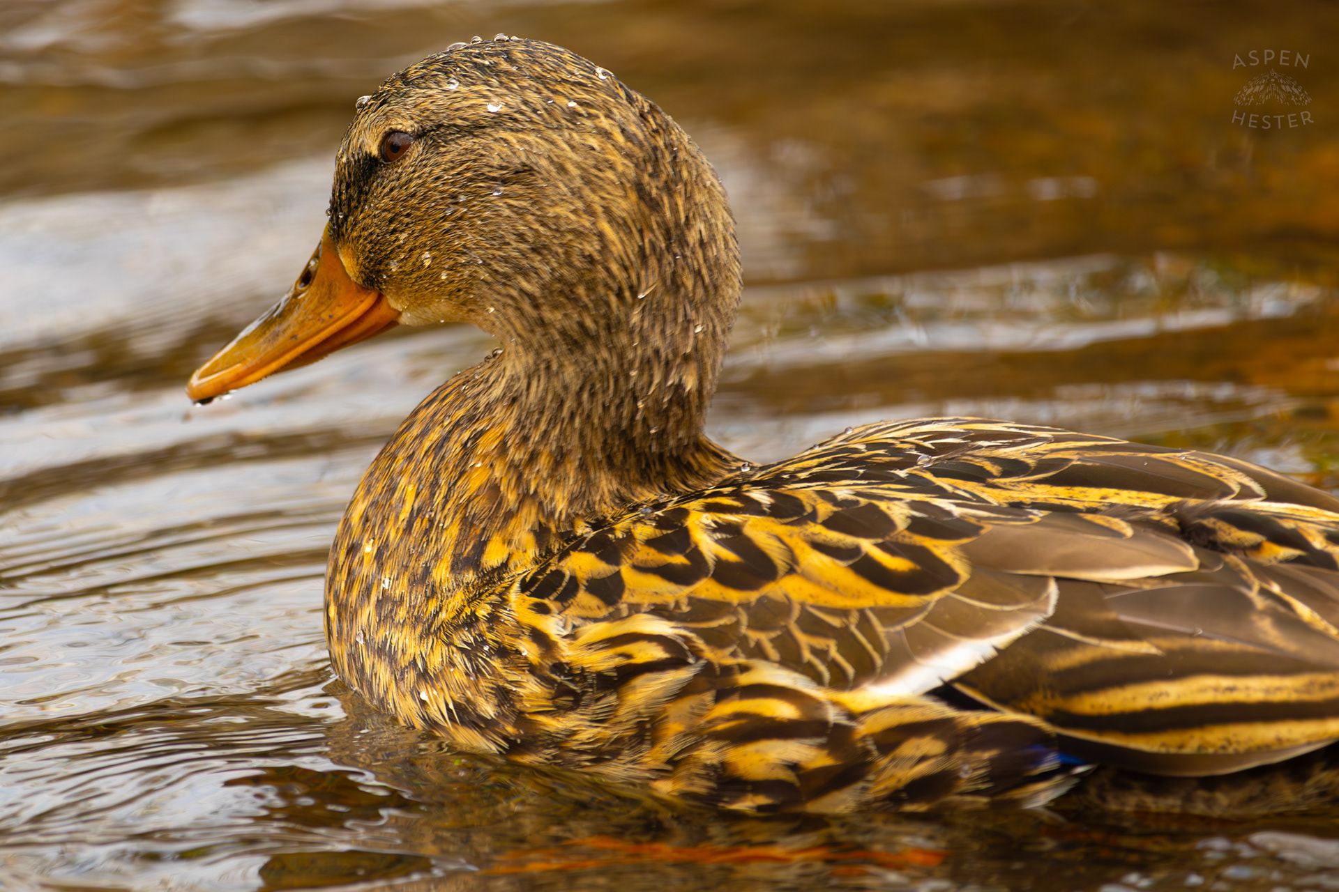 A Female Mallard Swims in Middle Fork Beargrass Creek Where It Runs Through Brown Park. April 14th, 2025/Aspen Hester