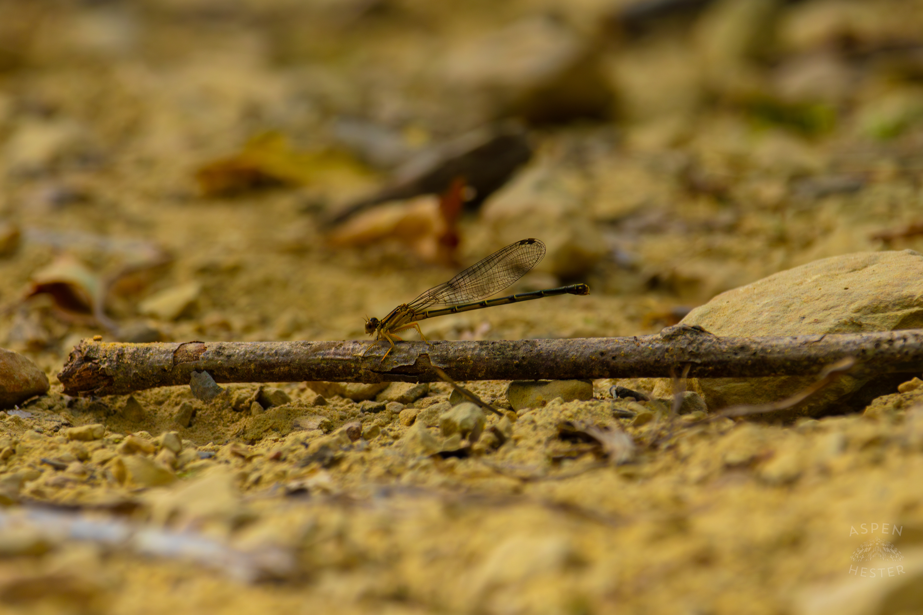 A Blue-Tailed Damselfly Rests on A Stick Inside Jefferson Memorial Forest. September 3rd, 2024/Aspen Hester