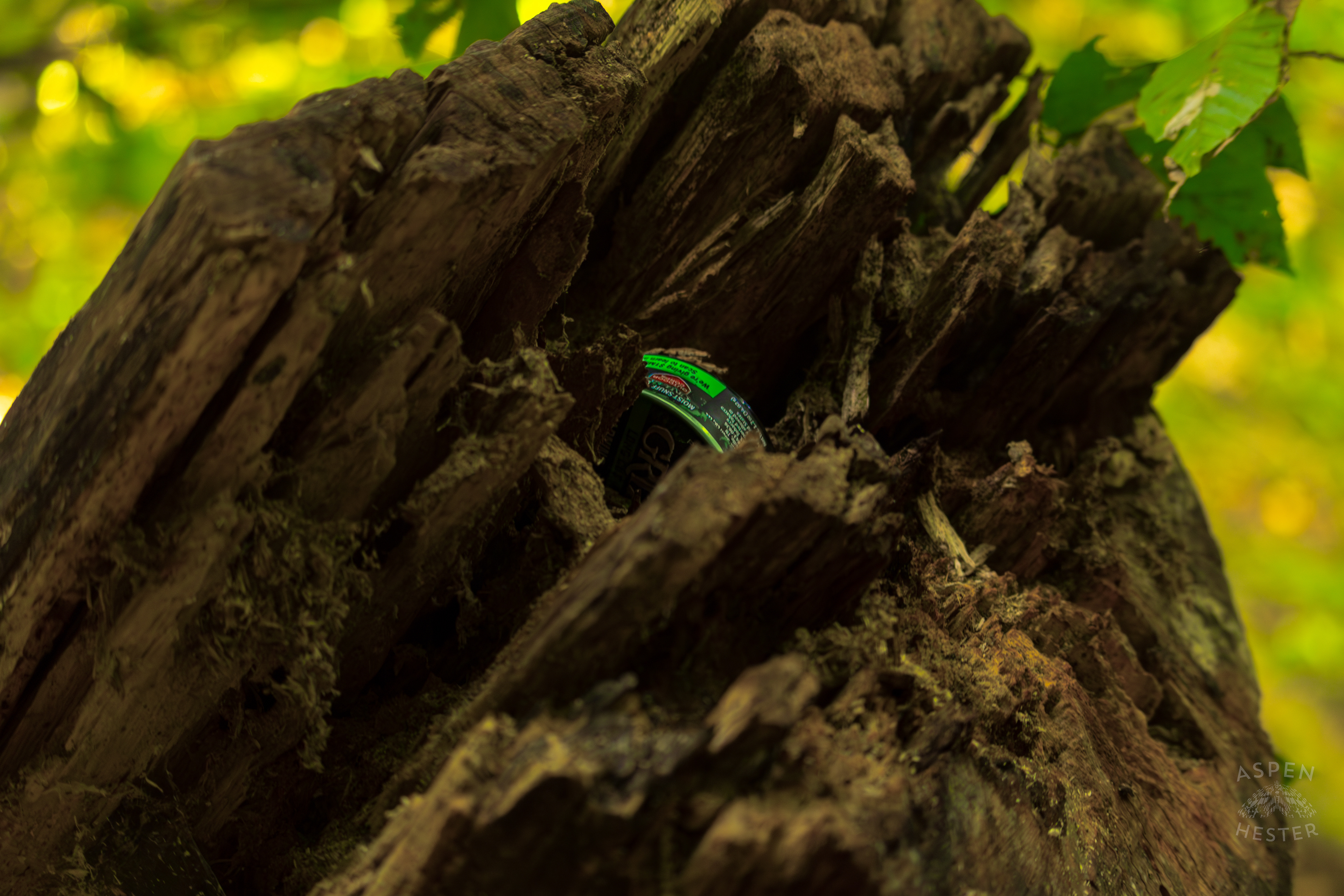 Grizzly Tobacco Dip Tin Hidden Inside Jefferson Memorial Forest. September 3rd, 2024/Aspen Hester