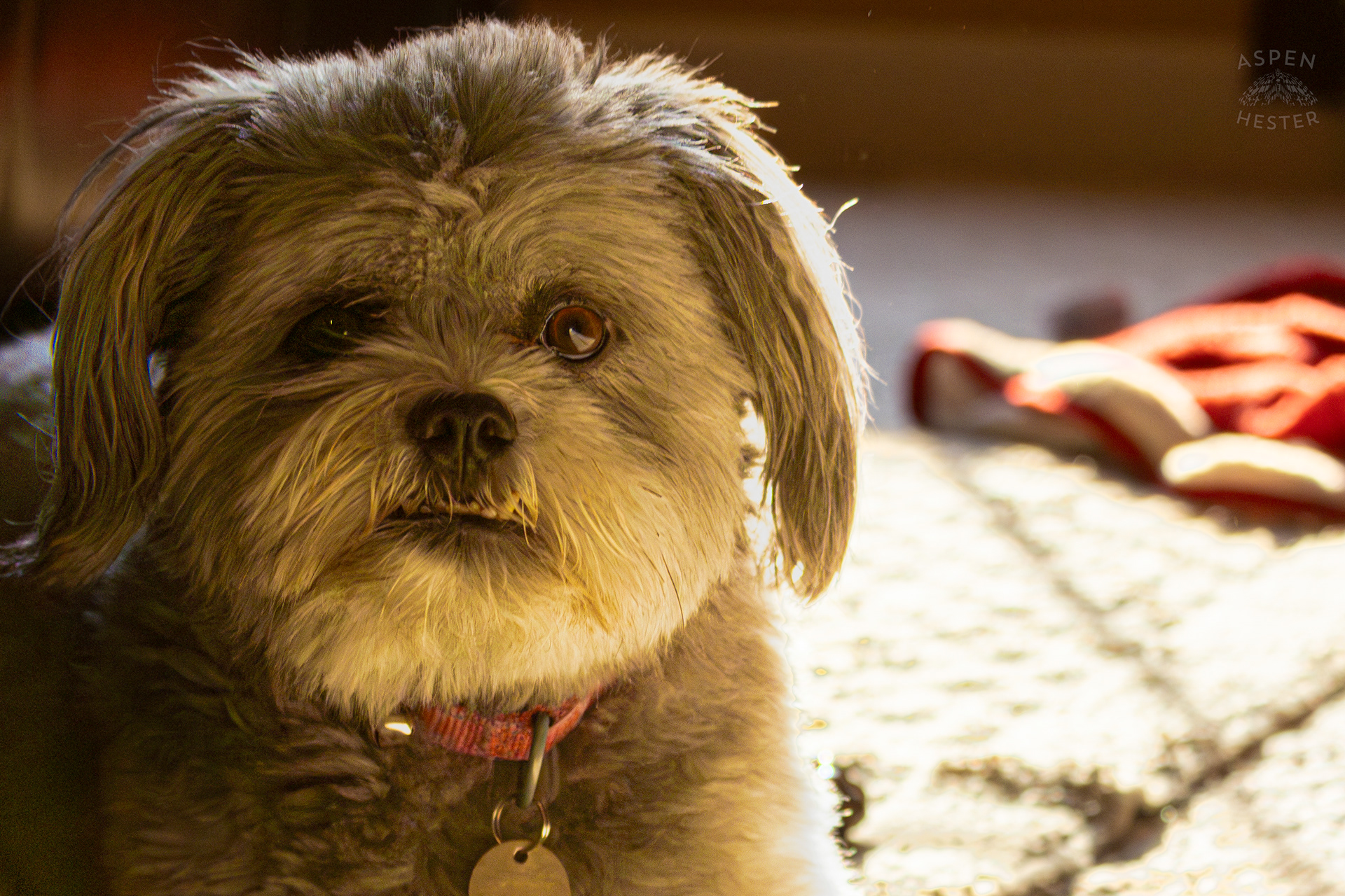 My Girl Mabel In The Sun. November 11th, 2024/Aspen Hester