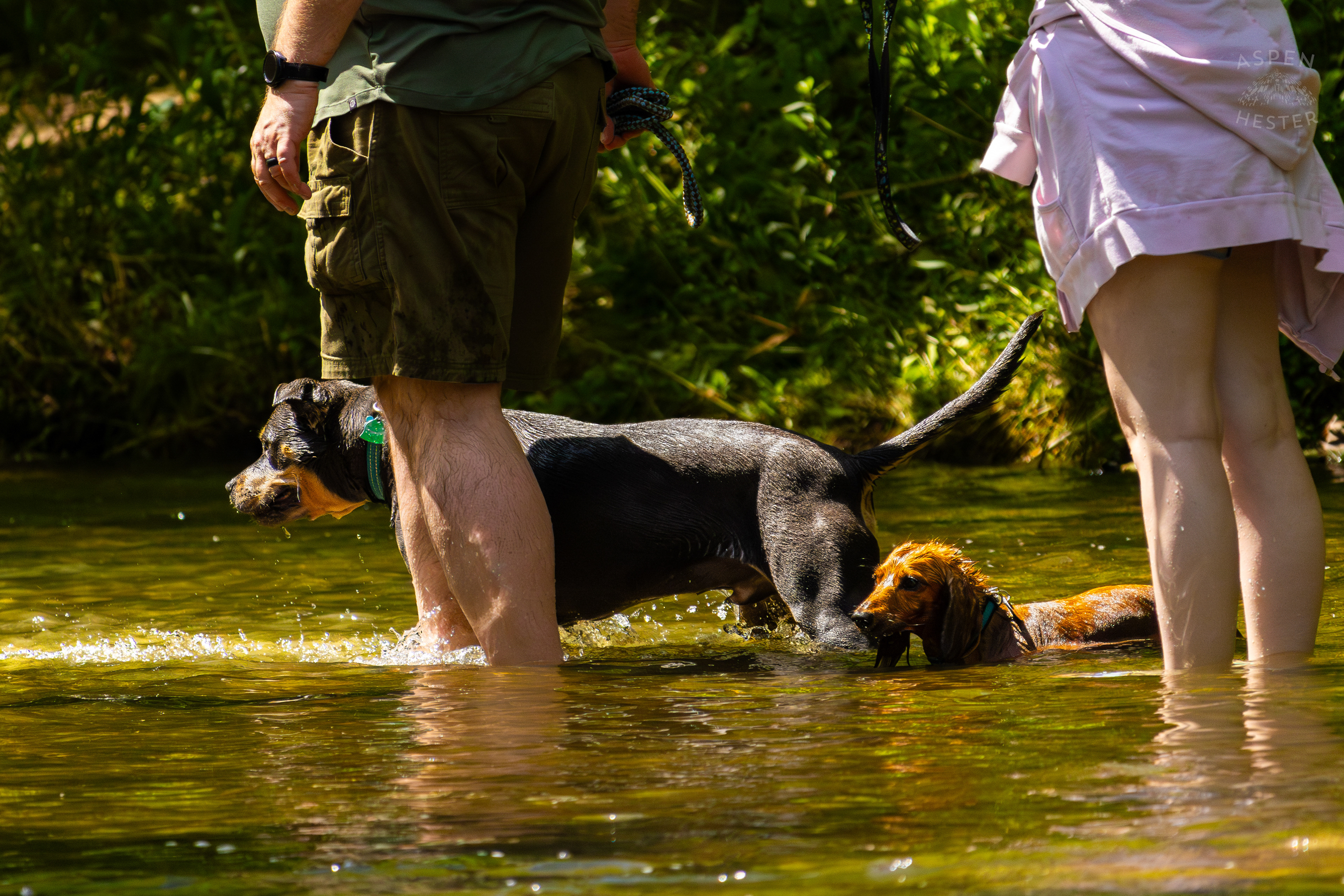 A Rottweiler and A Dachshund Splash in the Waters of Middle Fork Beargrass Creek in Cherokee Park. May 28th, 2024/Aspen Hester