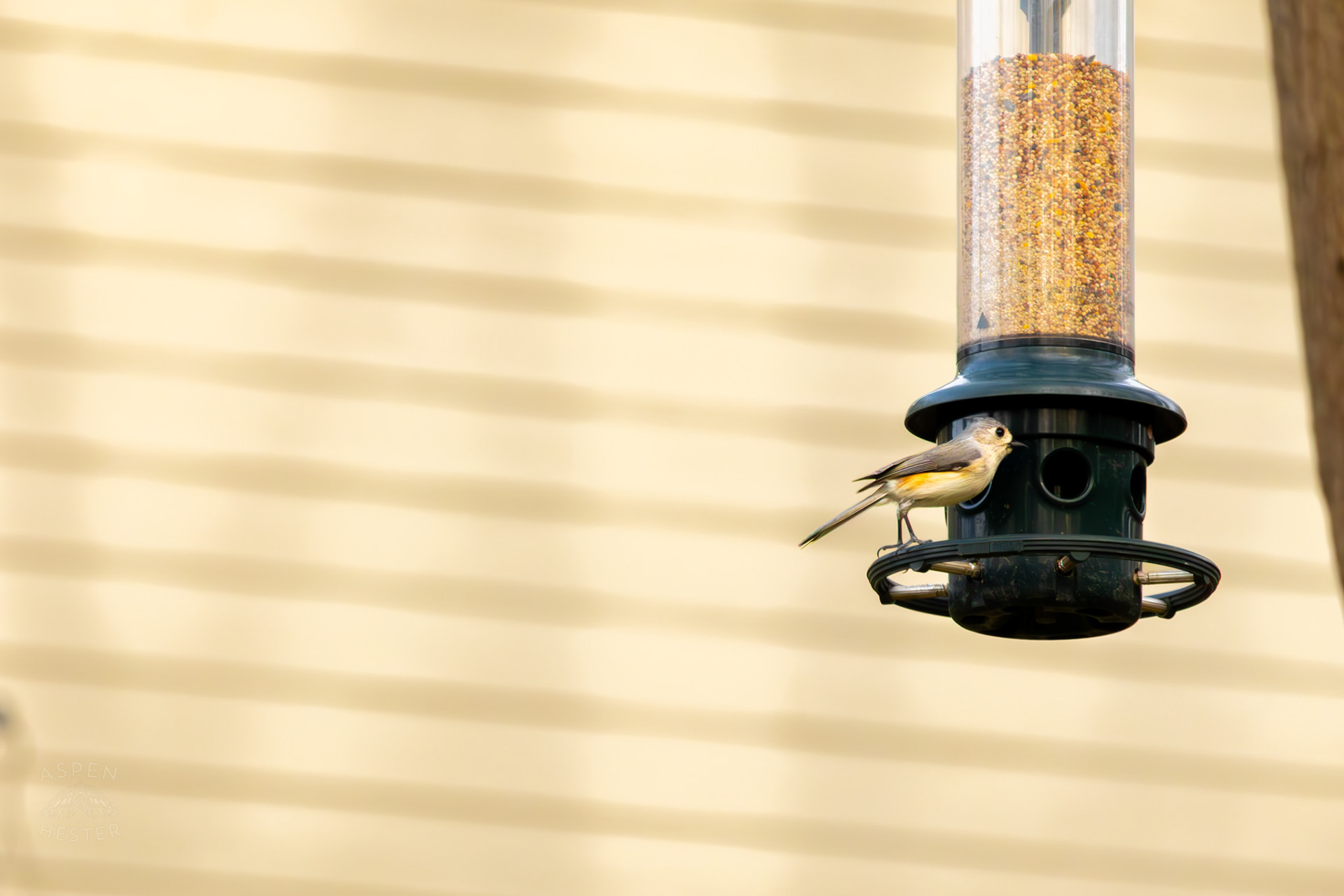 A Tufted Titmouse Eats From A Birdfeeder in My Neighbor's Yard. March 29th, 2026/Aspen Hester