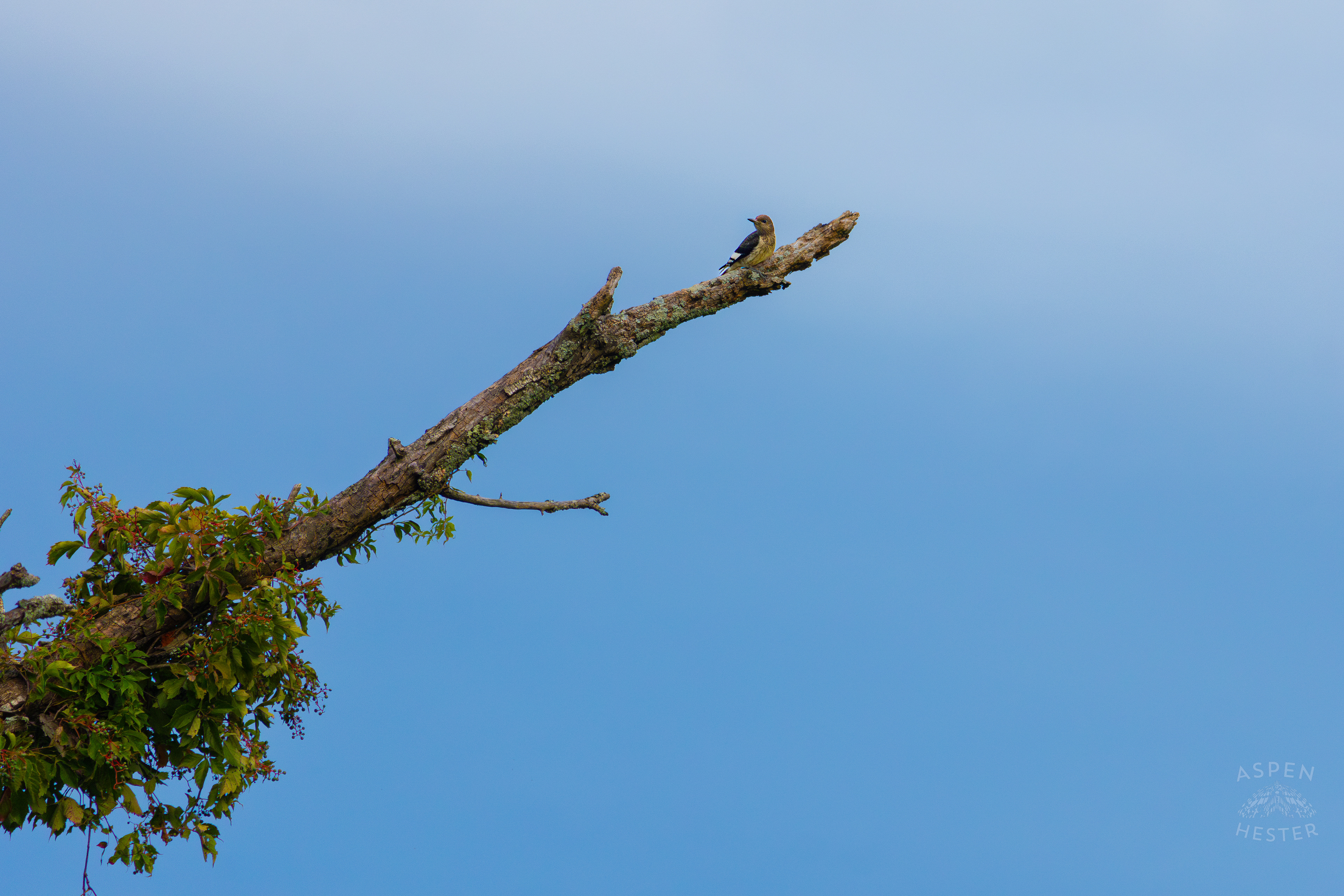 An Unidentified Bird Resting in A Tree in Wendell Moore Park. August 12th, 2024/Aspen Hester