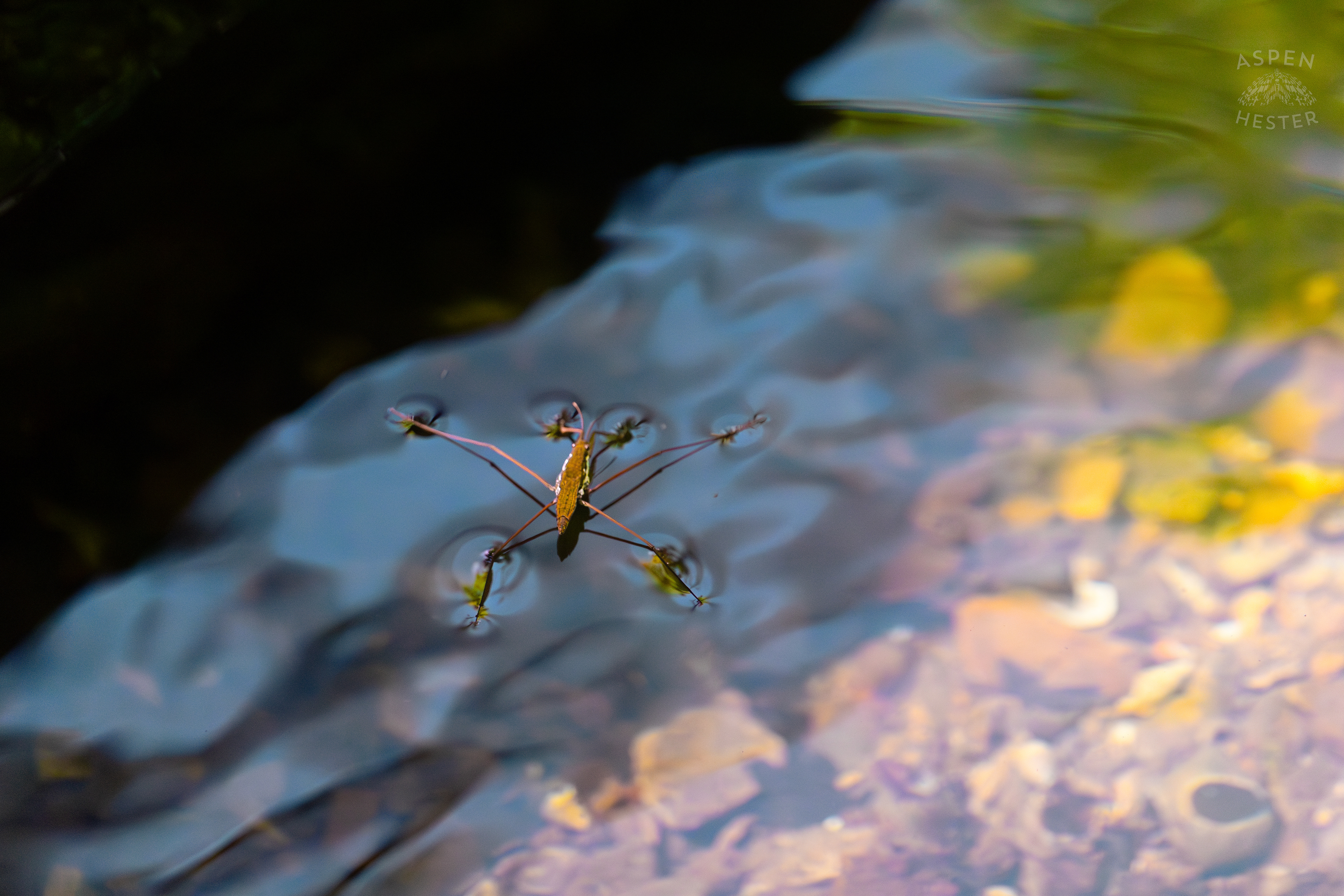 Water Strider on Middle Fork Beargrass Creek in Cherokee Park. May 28th, 2024/Aspen Hester