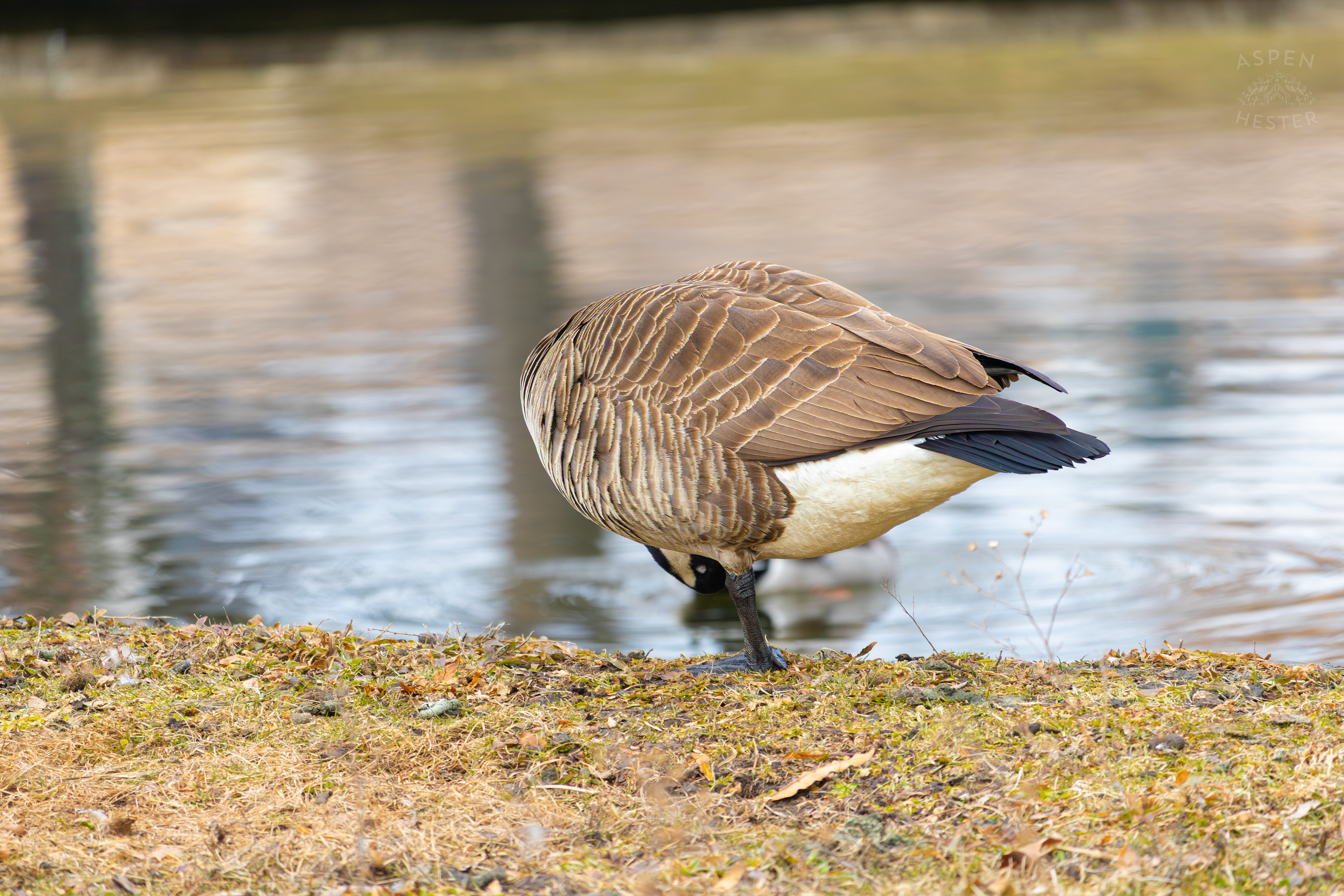 A Goose Relaxes on The Shore of Lake Elizabeth Outside The National Aviary in Pittsburgh Pennsylvania. February 26th, 2025/Aspen Hester