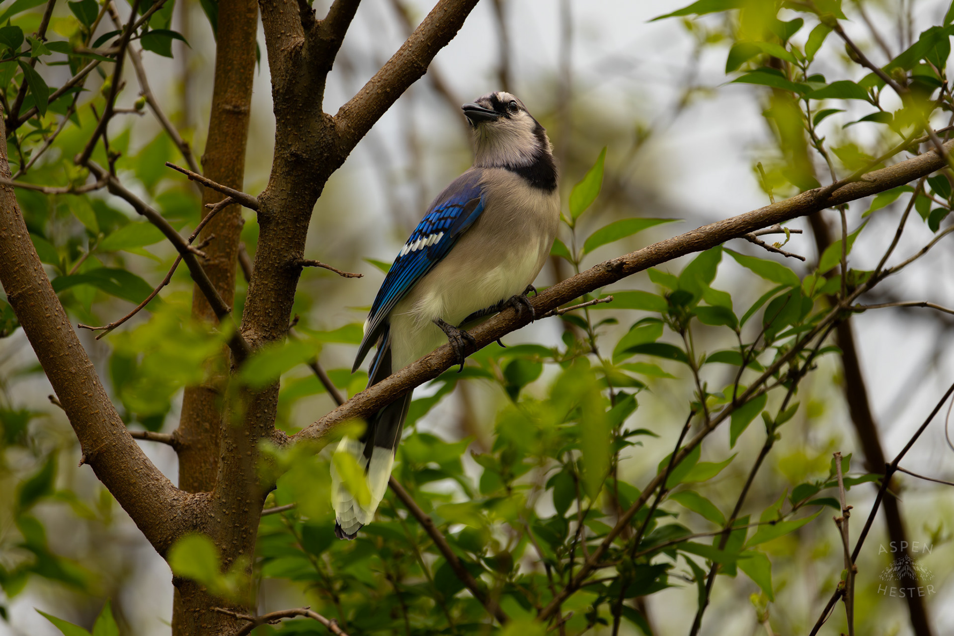 A Blue Jay Rests in The Trees of Brown Park. April 14th, 2025/Aspen Hester 