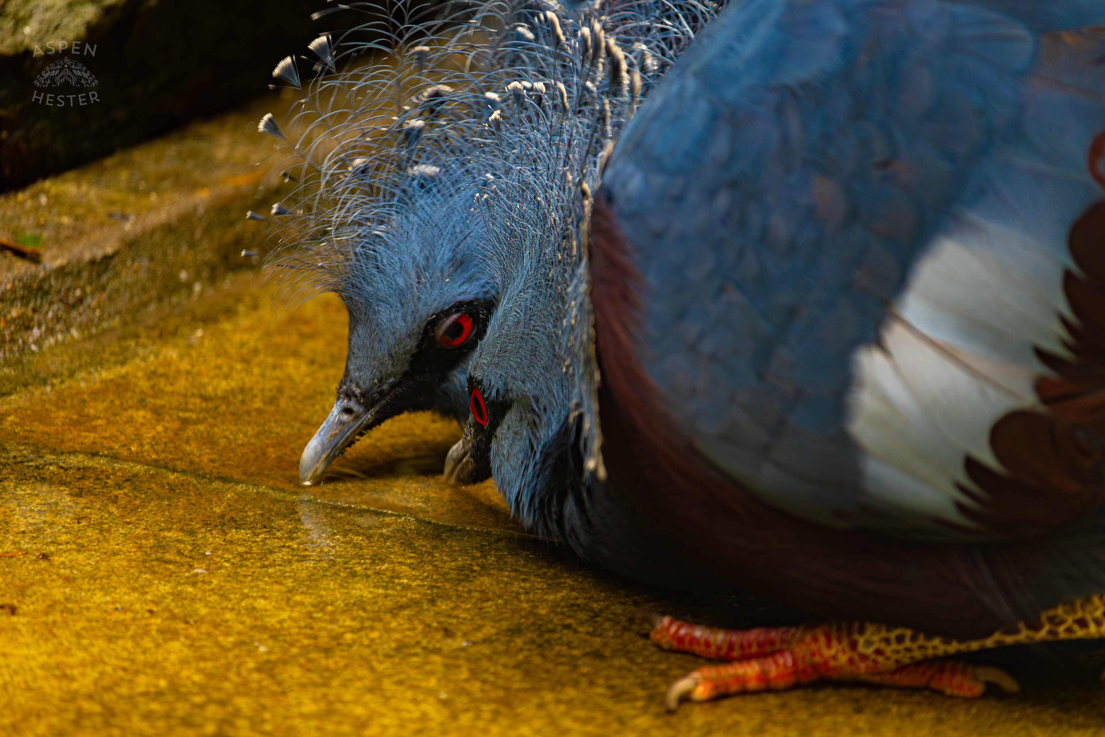 Two Victoria Crowned Pigeons Poke At The Ground in The Rainforest Inside The National Aviary in Pittsburgh Pennsylvania. February 26th, 2025/Aspen Hester