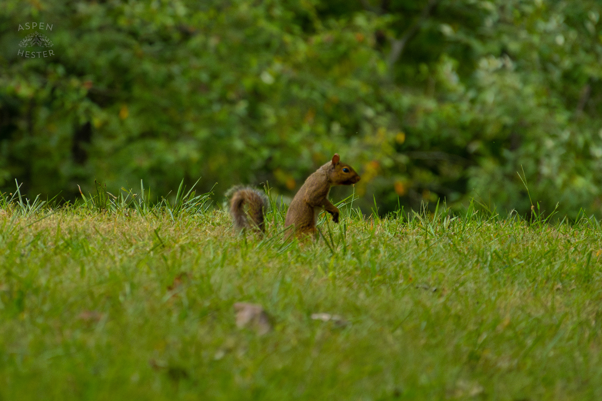A Squirrel in Wendell Moore Park. August 12th, 2024/Aspen Hester
