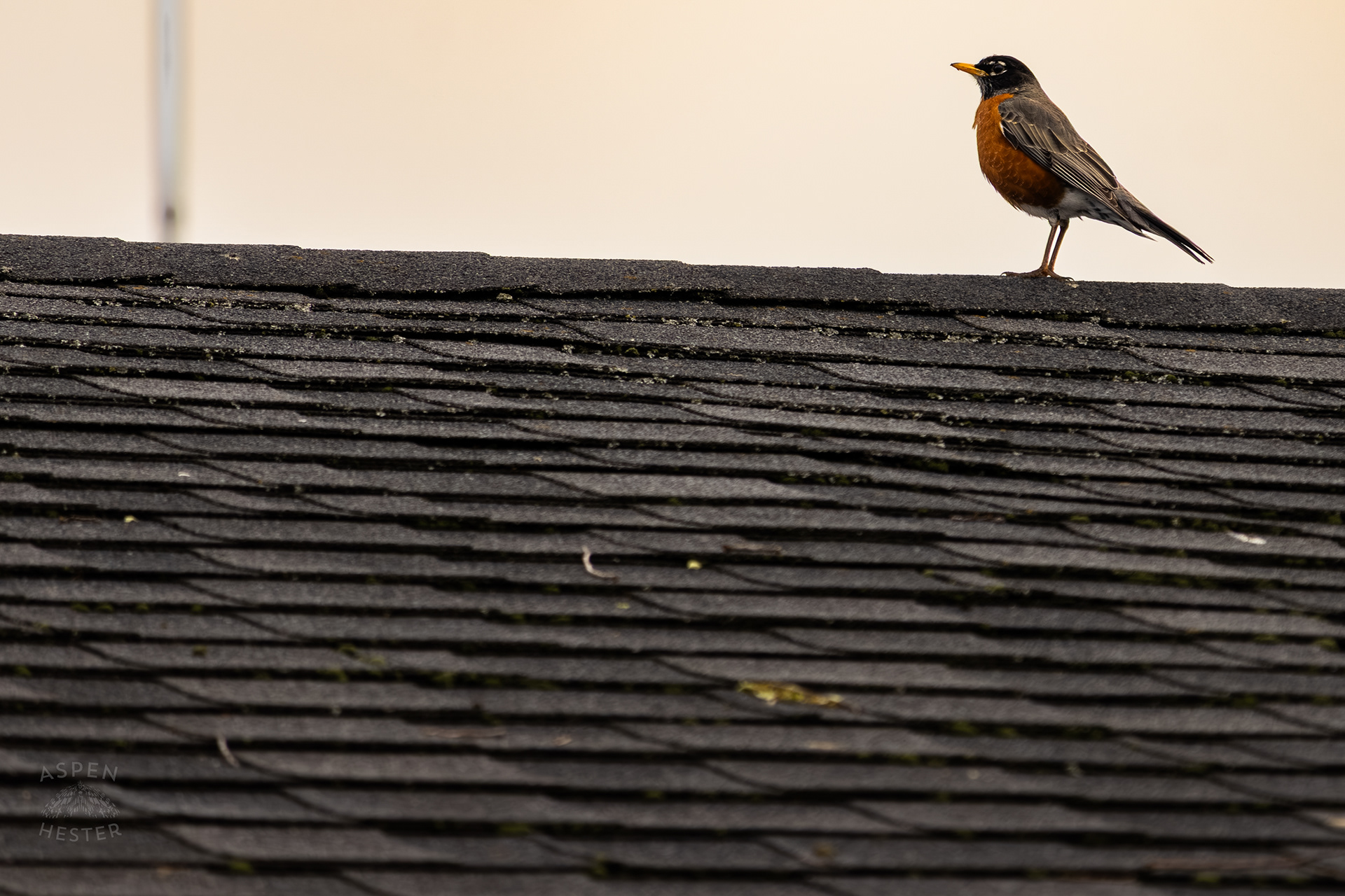 A Robin Sits Atop The Roof of A Building Overwhelmed by The Ohio River Water Amid The Historic Flooding in Utica Indiana. April 9th, 2025/Aspen Hester