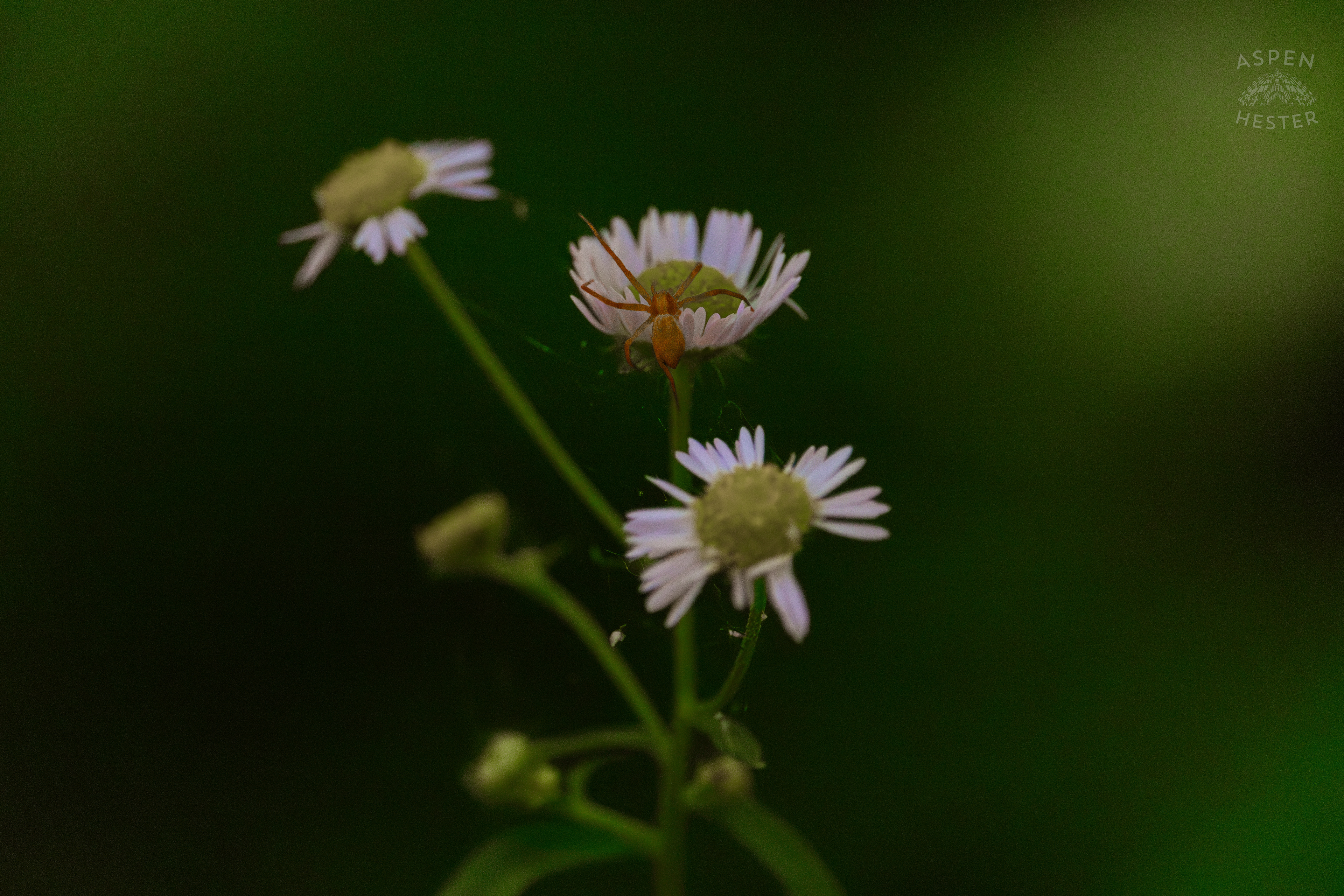 A Small Spider Makes A Home Out of Fleabane Daisies in Cherokee Park. June 11th, 2024/Aspen Hester