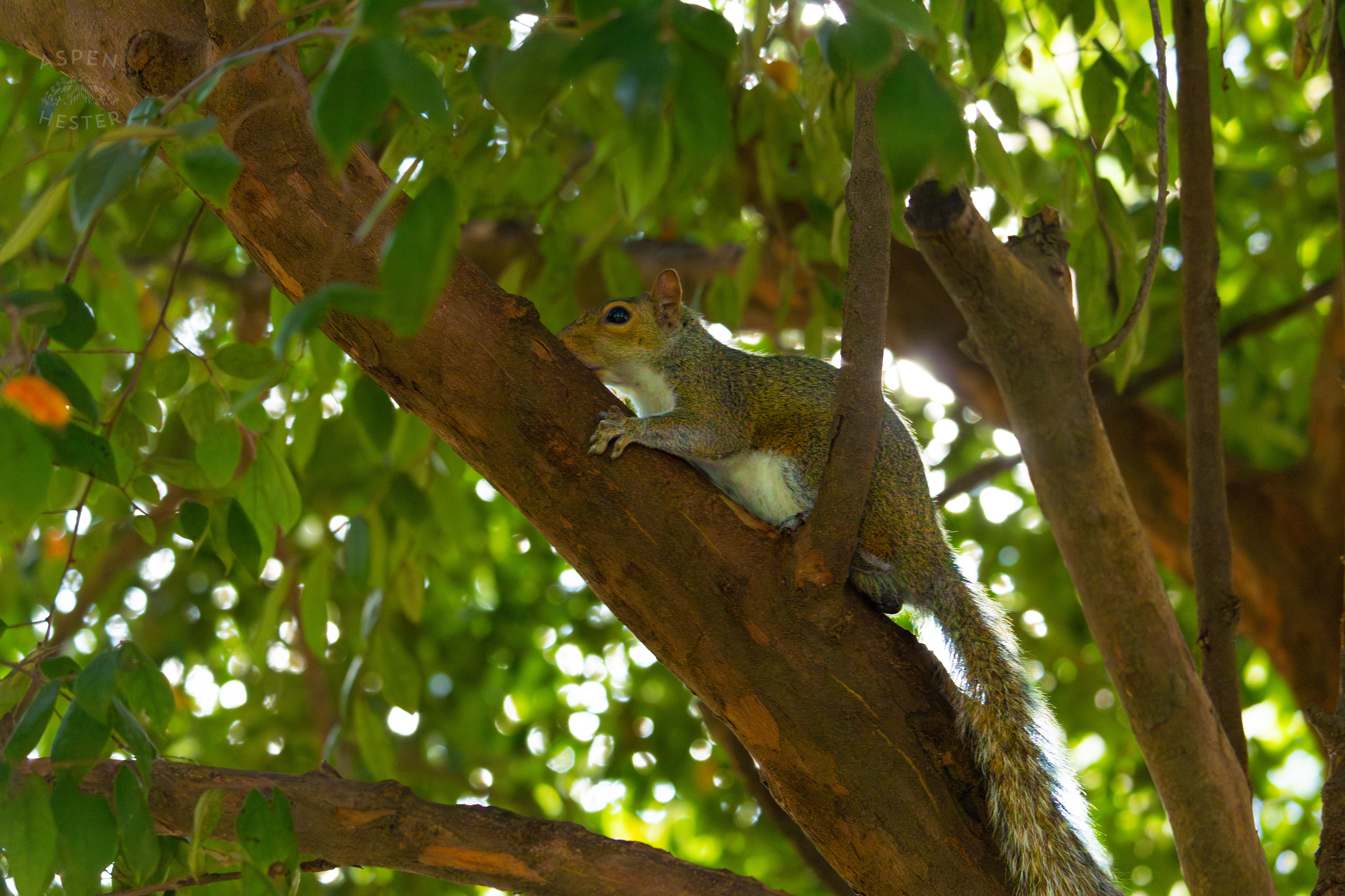 Squirrel In Savannah Georgia's Reynolds Square. June 24th, 2024/Aspen Hester