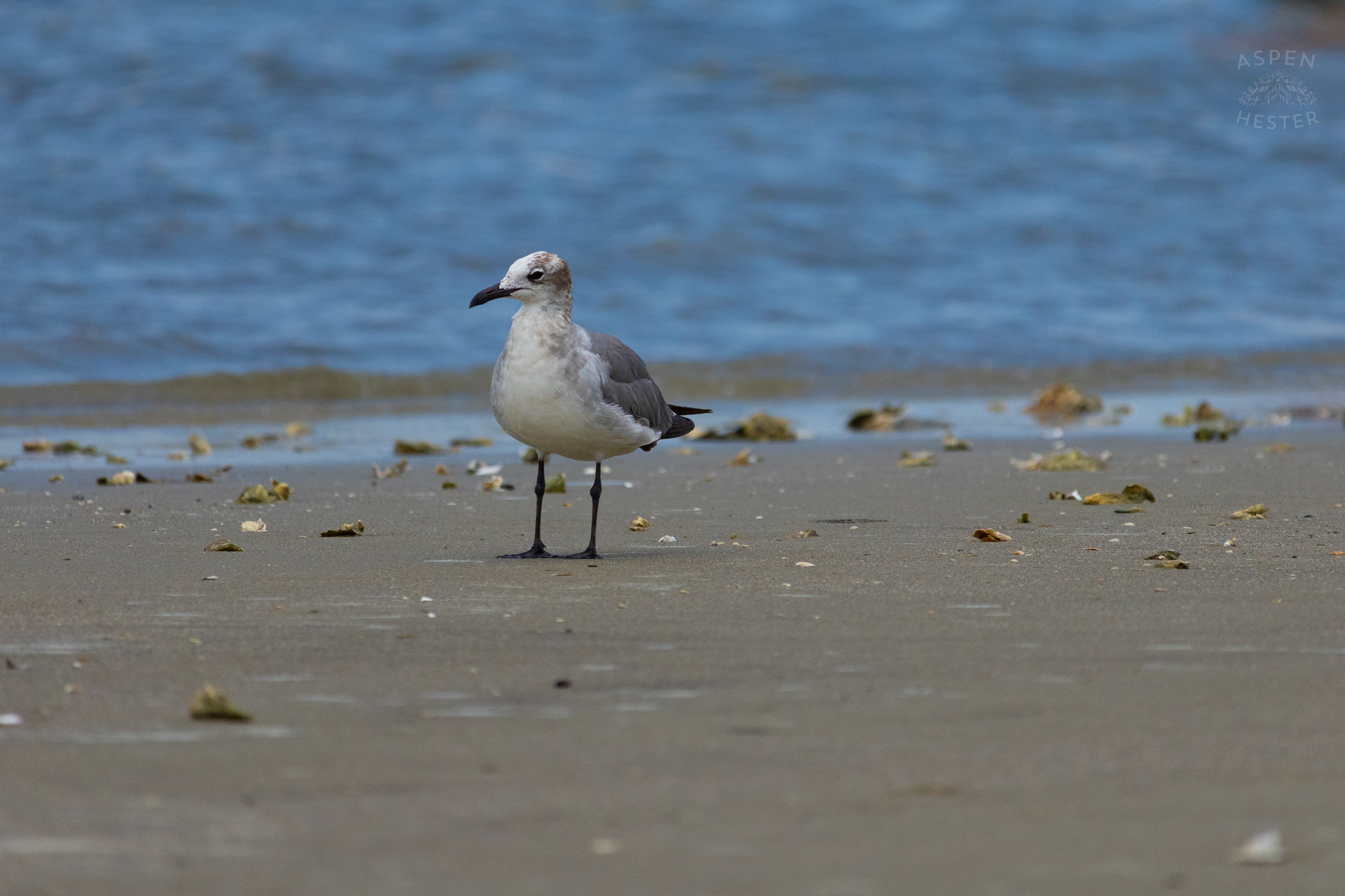 Seagull On Tybee Island Georgia. June 24th, 2024/Aspen Hester