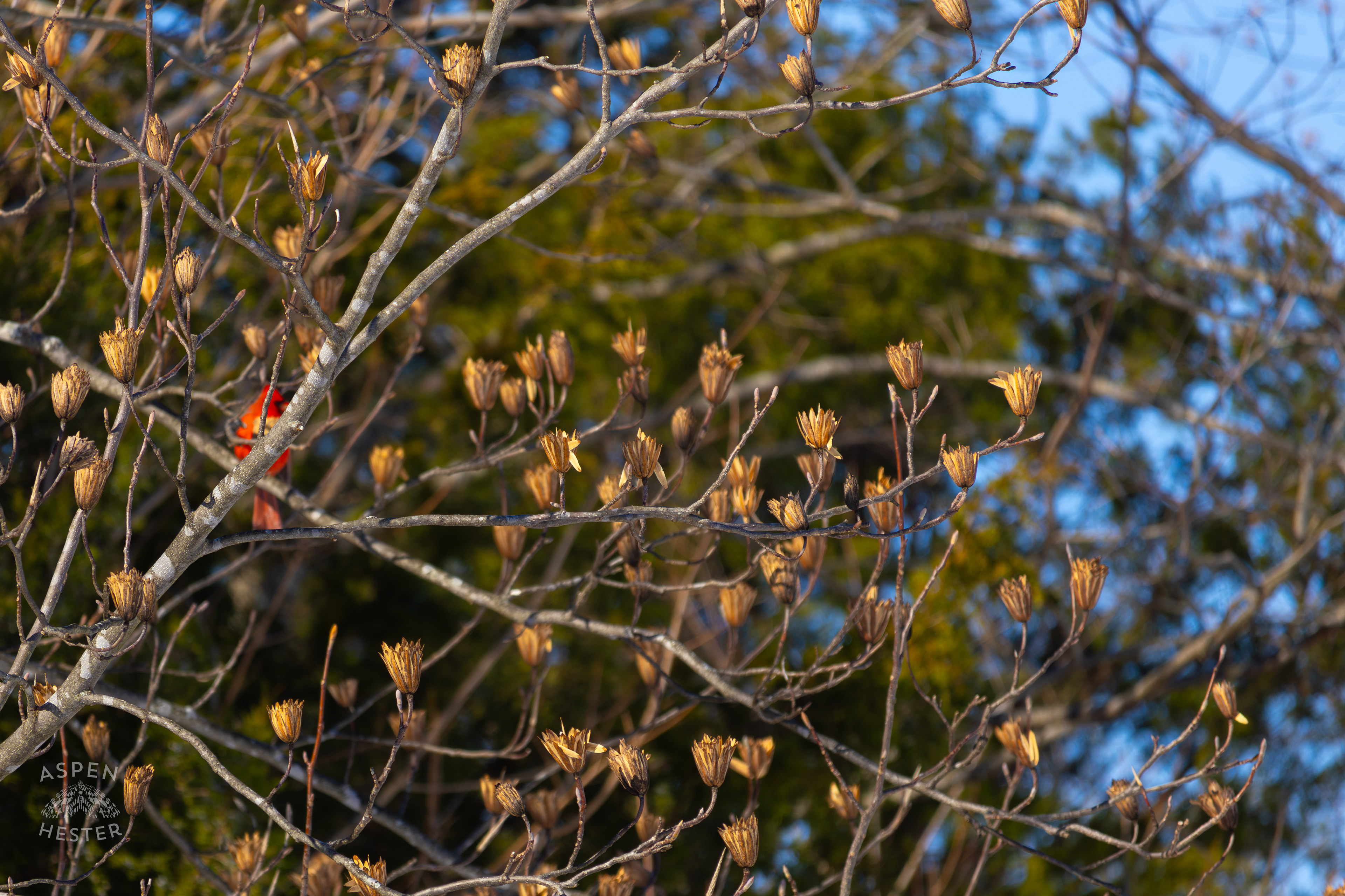 A Cardinal Sits Out of Focus in A Tulip Tree in My Snowy Backyard. January 13th, 2025/Aspen Hester