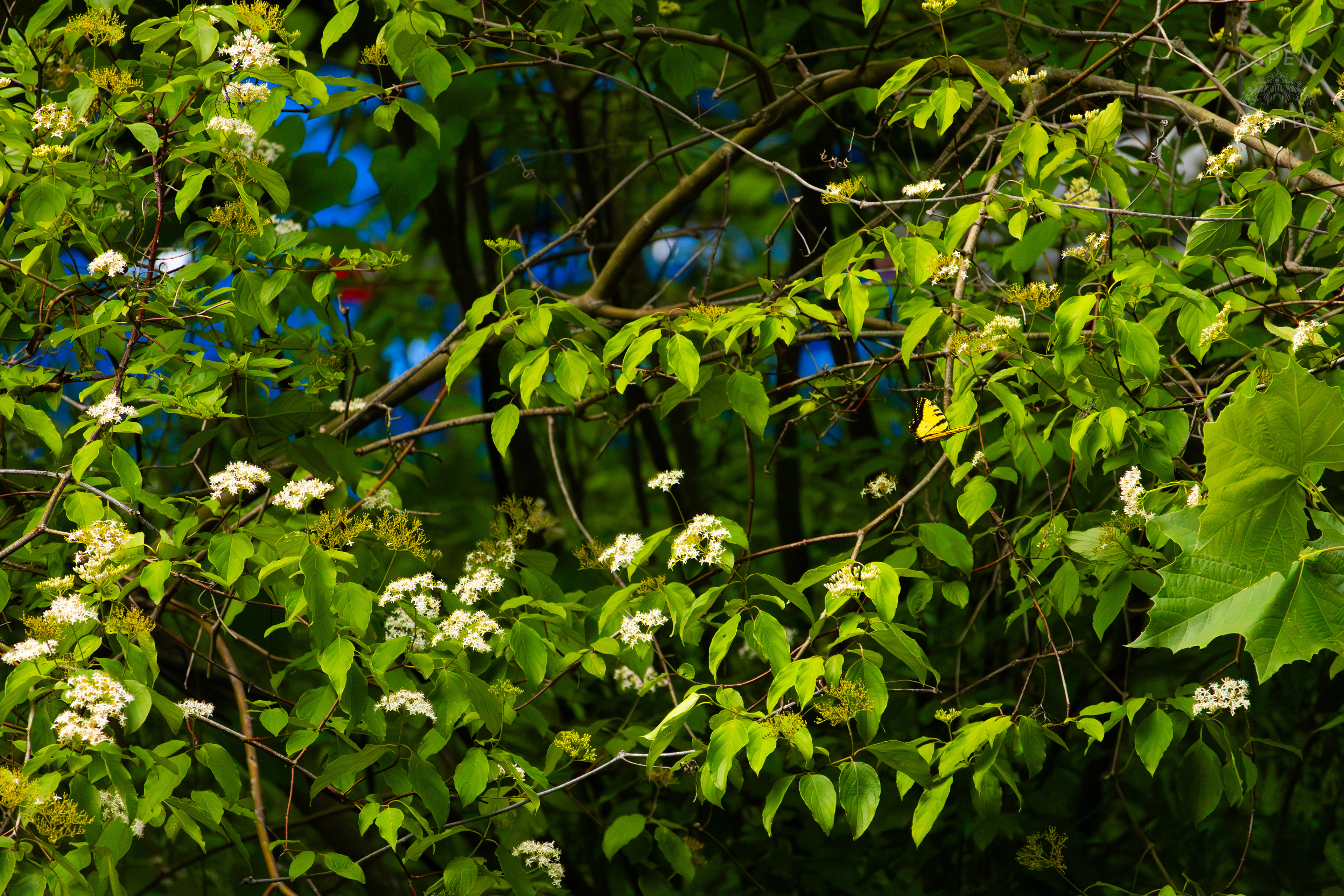 Tiger Butterfly on The Banks of  Middle Fork Beargrass Creek in Cherokee Park. May 28th, 2024/Aspen Hester
