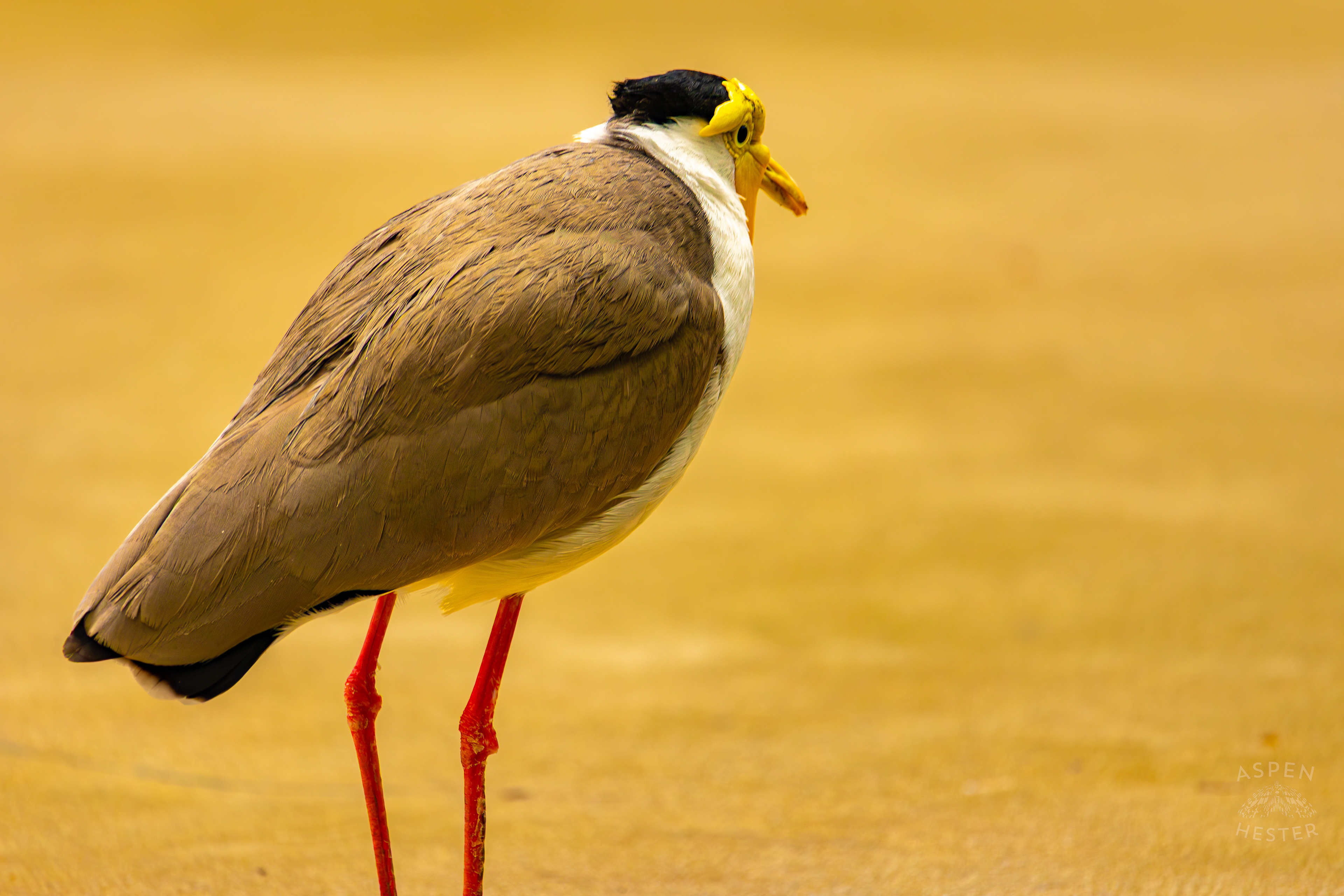A Masked Lapwing In The Rainforest Inside The National Aviary in Pittsburgh Pennsylvania. February 26th, 2025/Aspen Hester