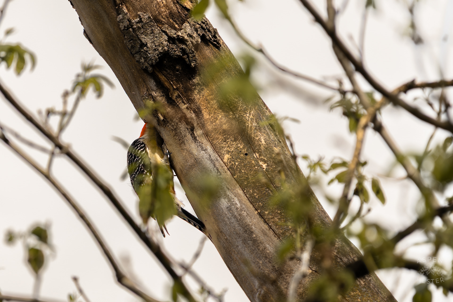 A Red-Bellied Woodpecker Forages in A Tree Above Water Amid The Historic Flooding in Utica Indiana. April 9th, 2025/Aspen Hester