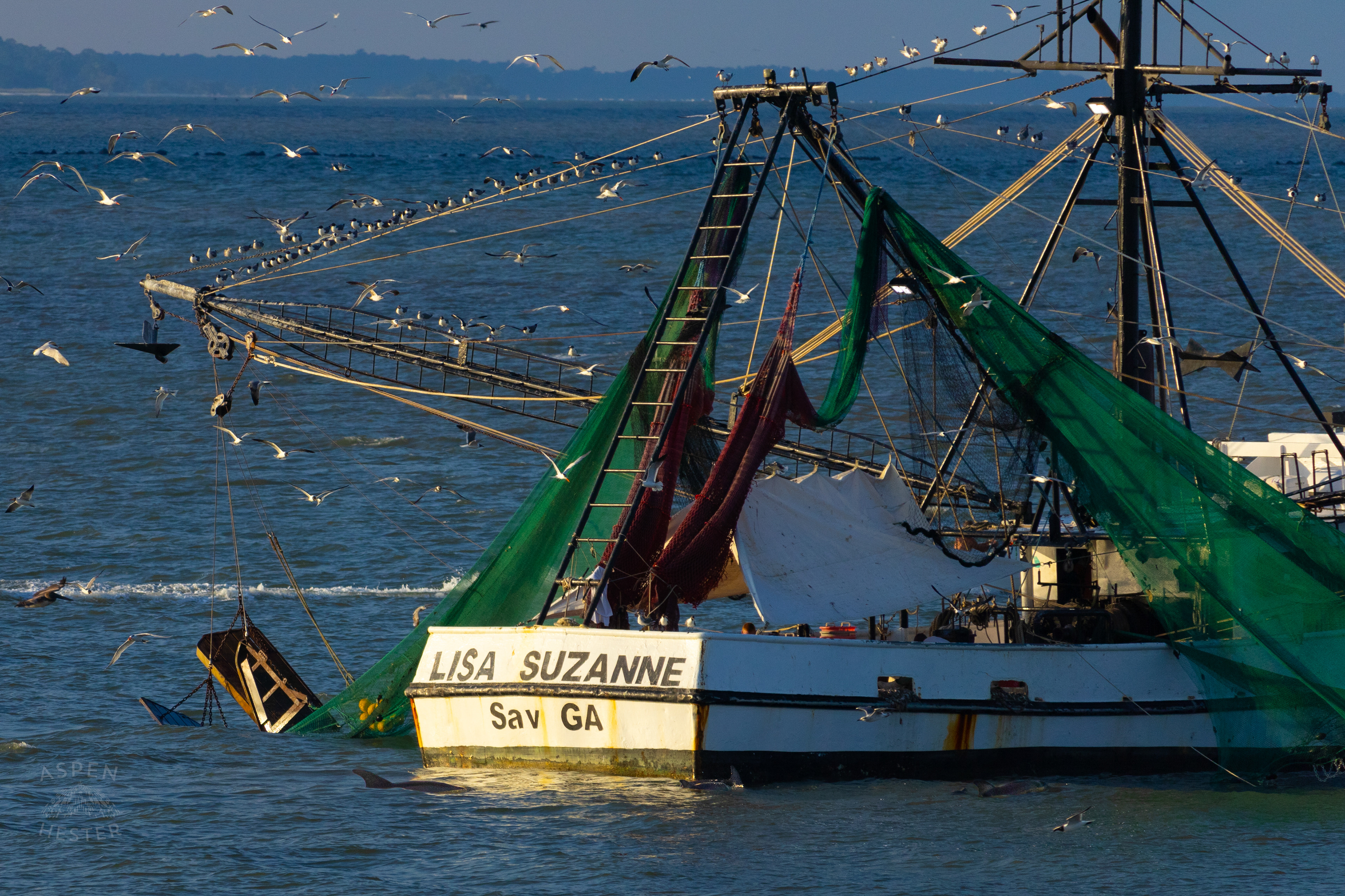 Birds Flock and Dolphins Swim Around The 'Lisa Suzanne' Off The Coast of Tybee Island Georgia. June 23rd, 2024/Aspen Hester