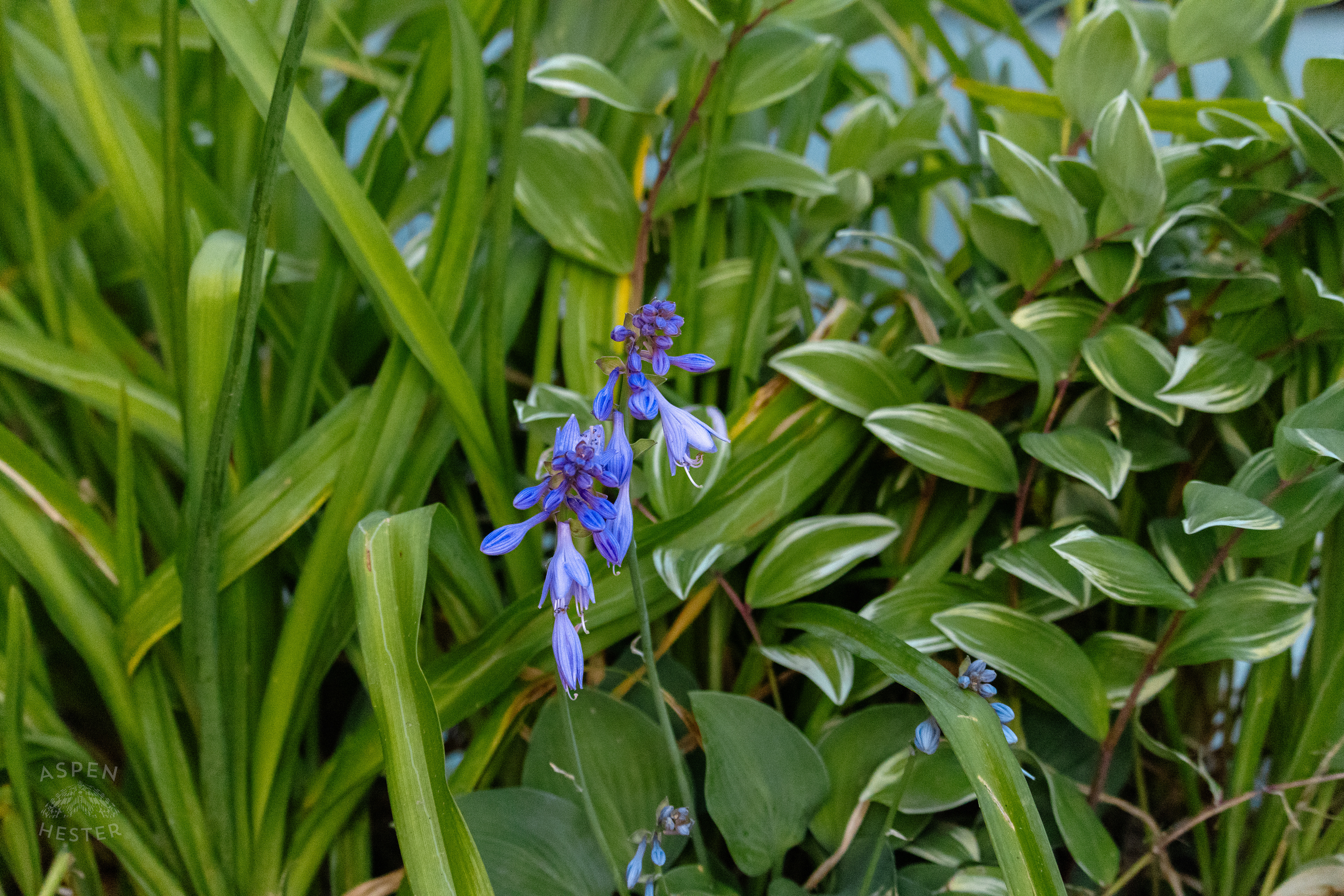 Unidentified Purple Flower During Golden Hour on Preston Street. May 30th, 2024/Aspen Hester 