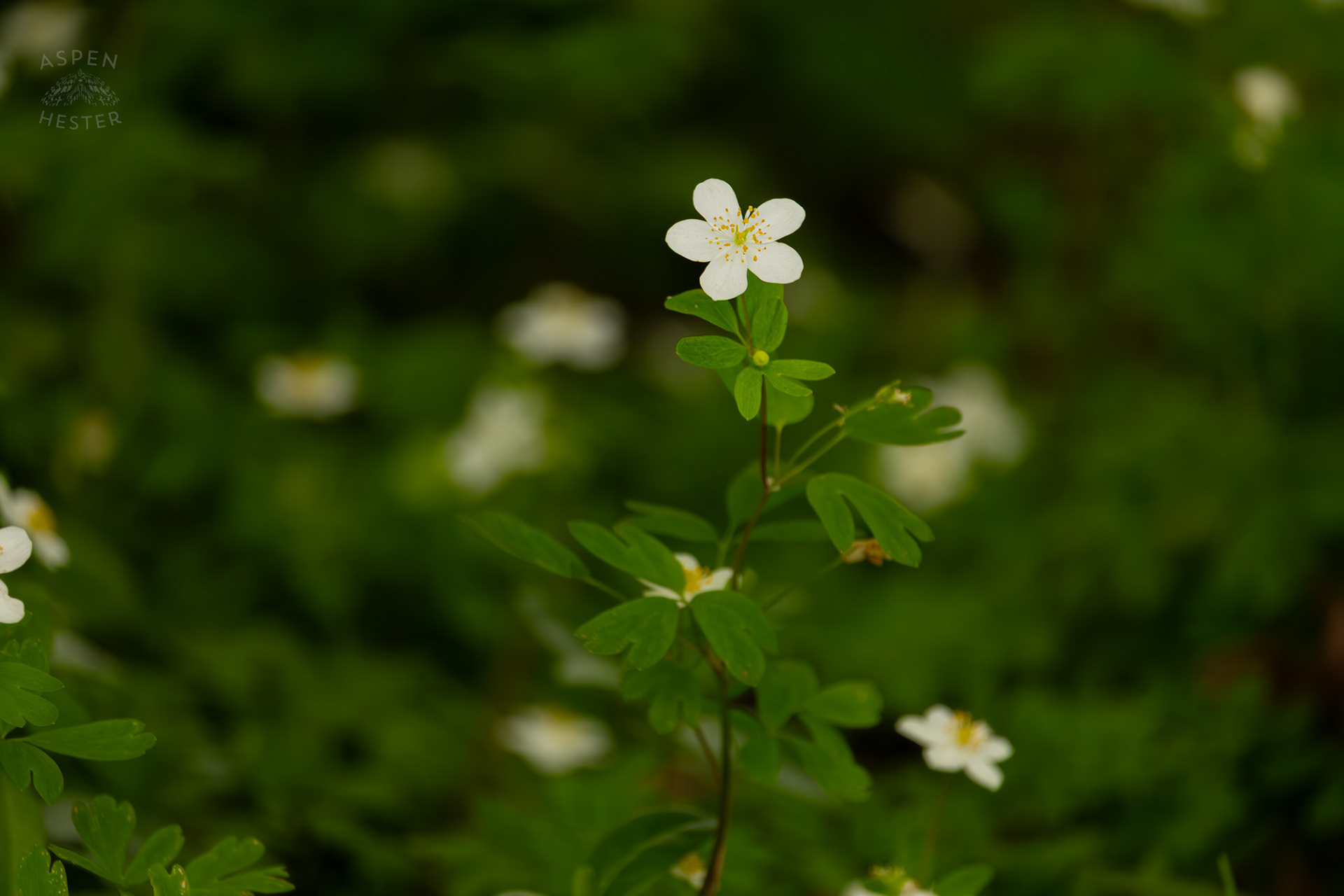An Enemion Flower Blooming in Brown Park. April 14th, 2025/Aspen Hester