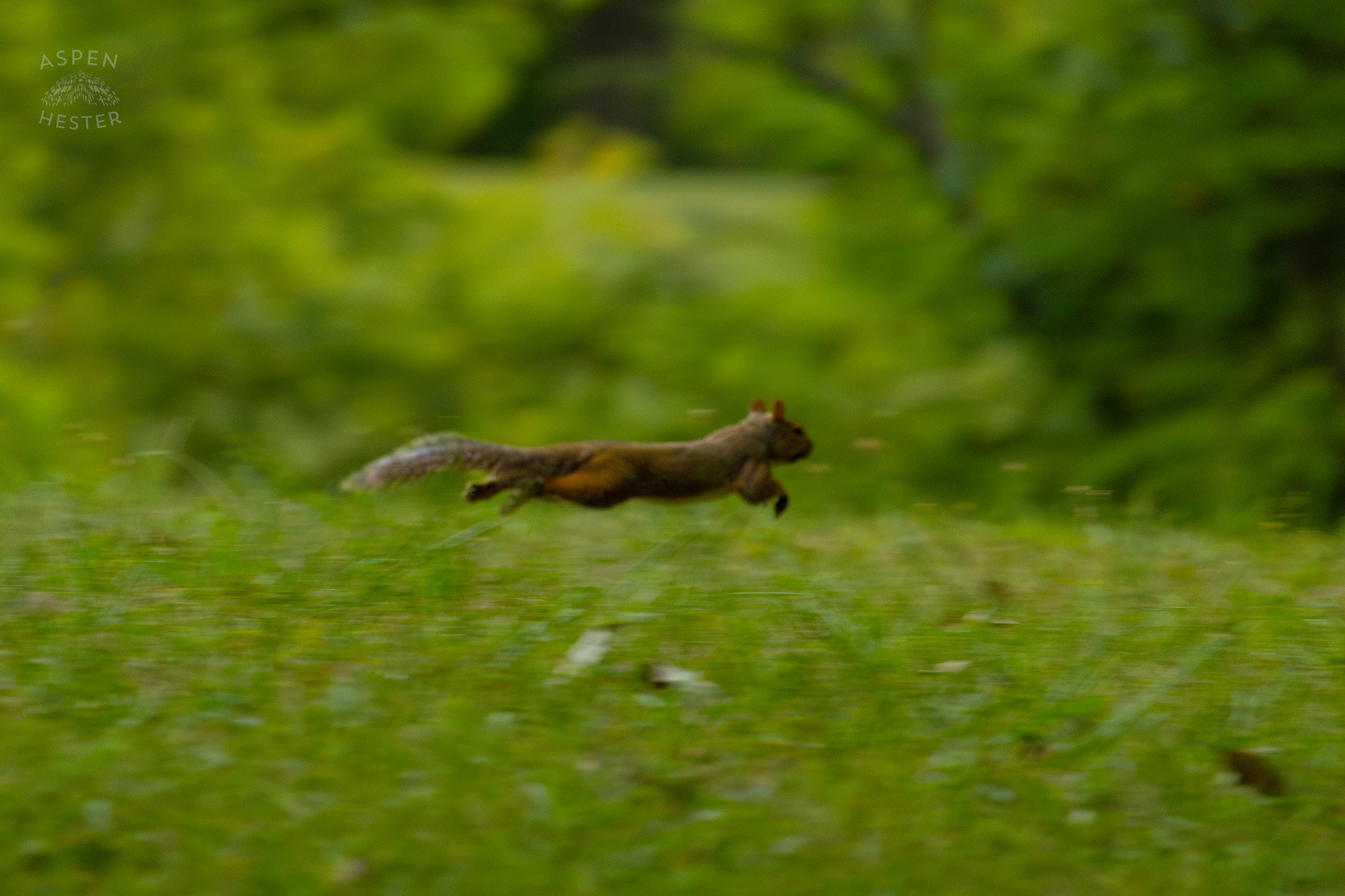 A Squirrel Runs Through Wendell Moore Park. August 12th, 2024/Aspen Hester