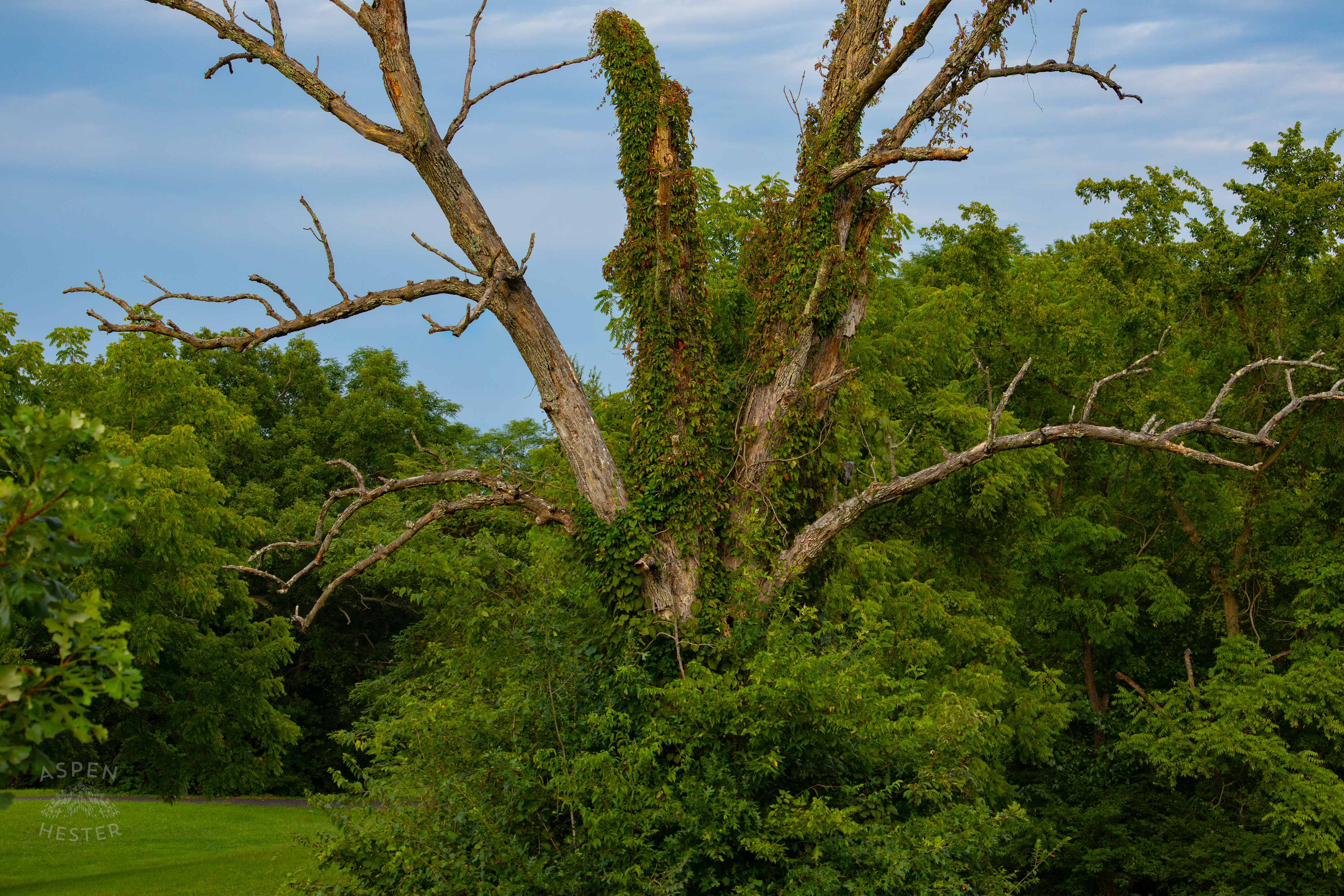 A Vine Covered Tree in Wendell Moore Park. August 12th, 2024/Aspen Hester