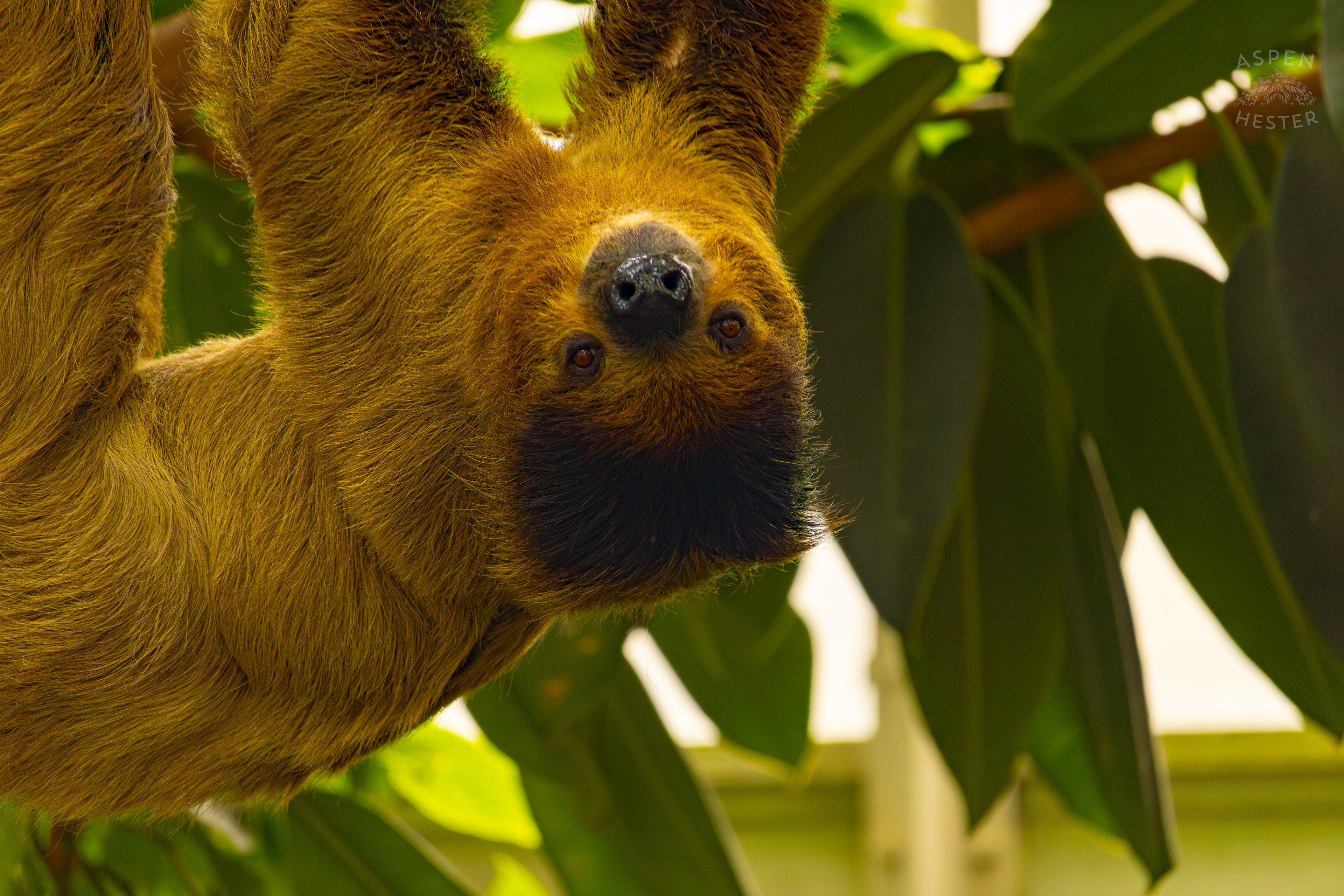 Two-Toed Sloth "Wookiee" Hangs From A Branch in The Rainforest Inside The National Aviary in Pittsburgh Pennsylvania. February 26th, 2025/Aspen Hester