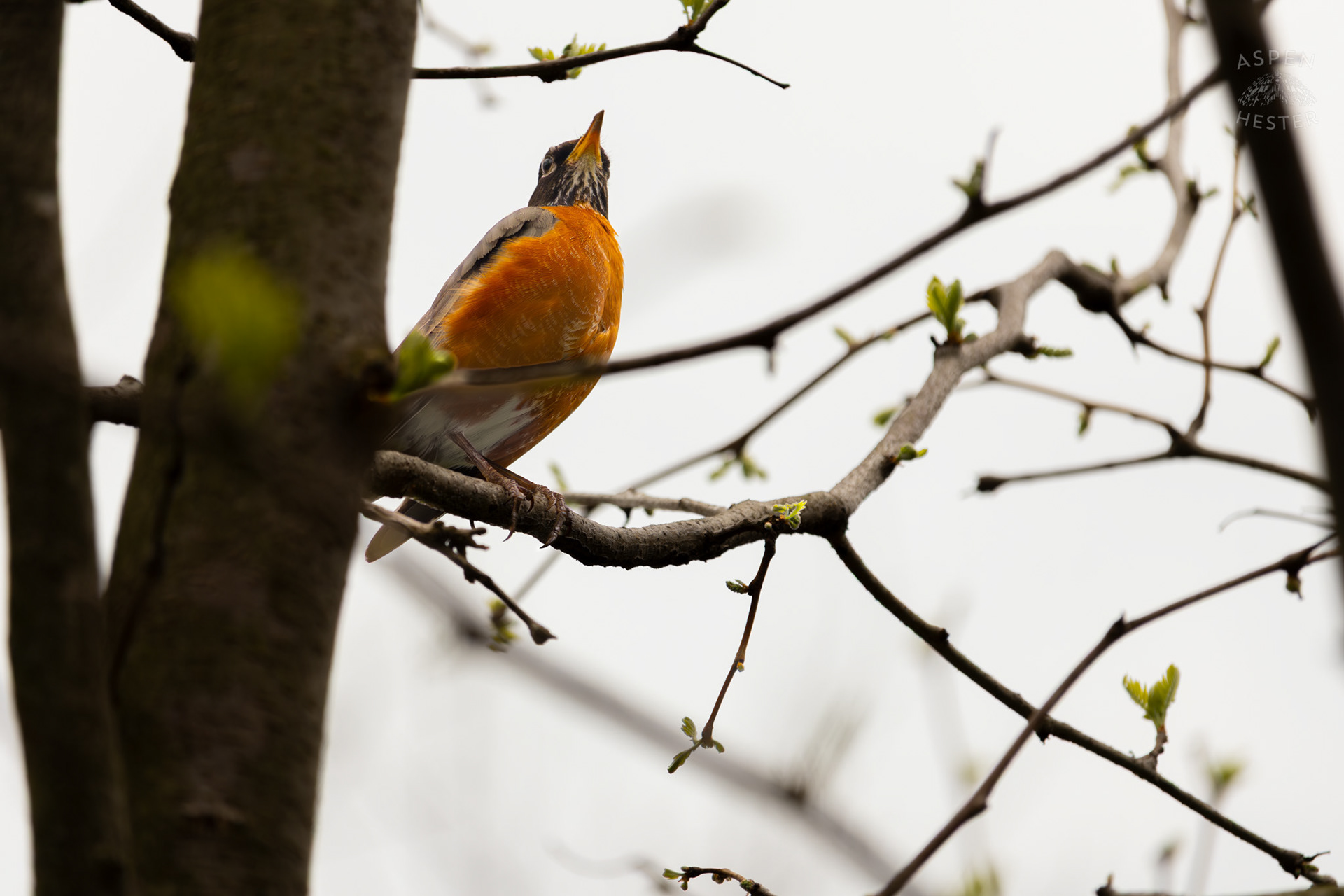 A Robin in A Tree in Brown Park. April 14th, 2025/Aspen Hester
