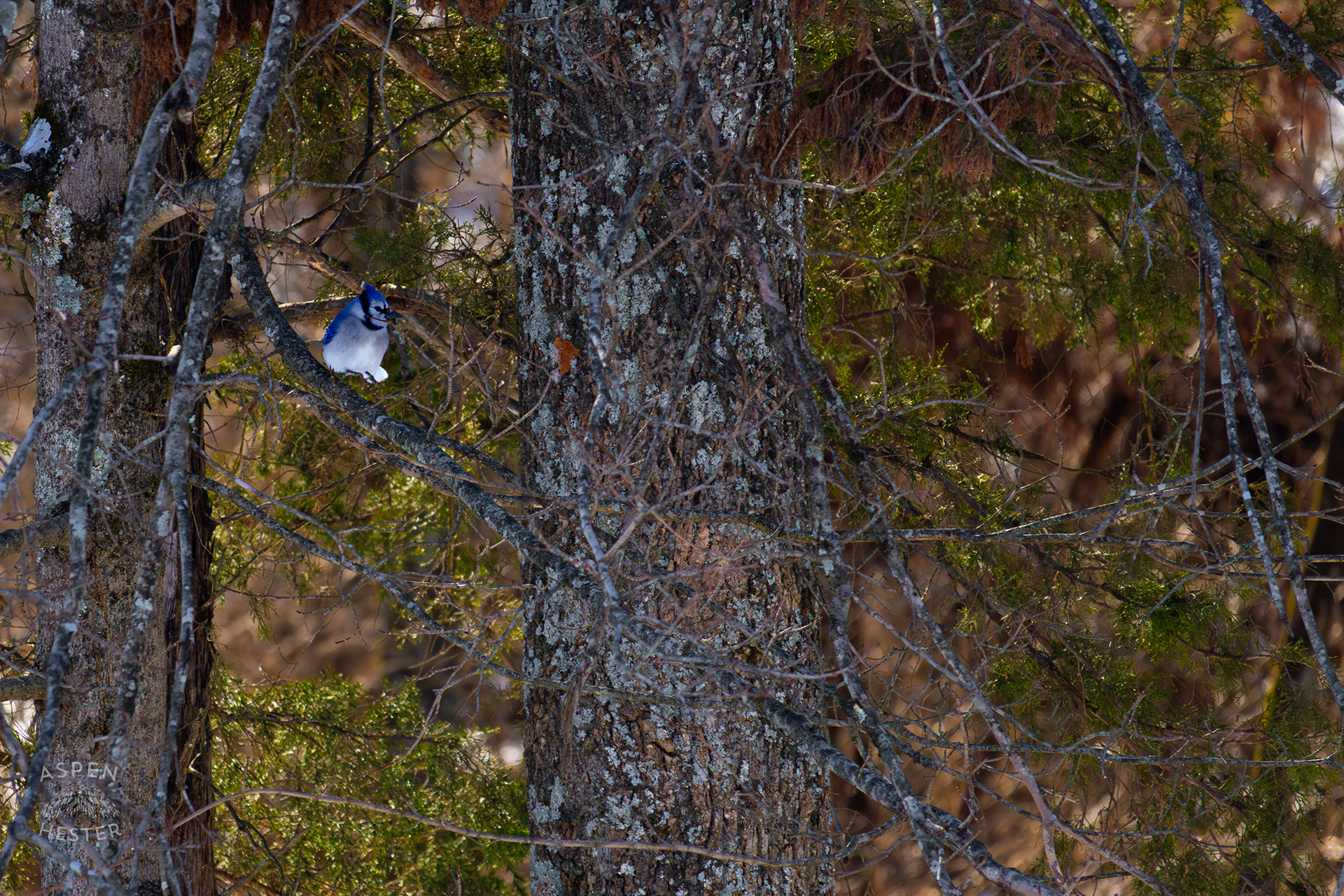A Blue Jay Sit in An Ash Tree in My Snowy Backyard. January 13th, 2025/Aspen Hester