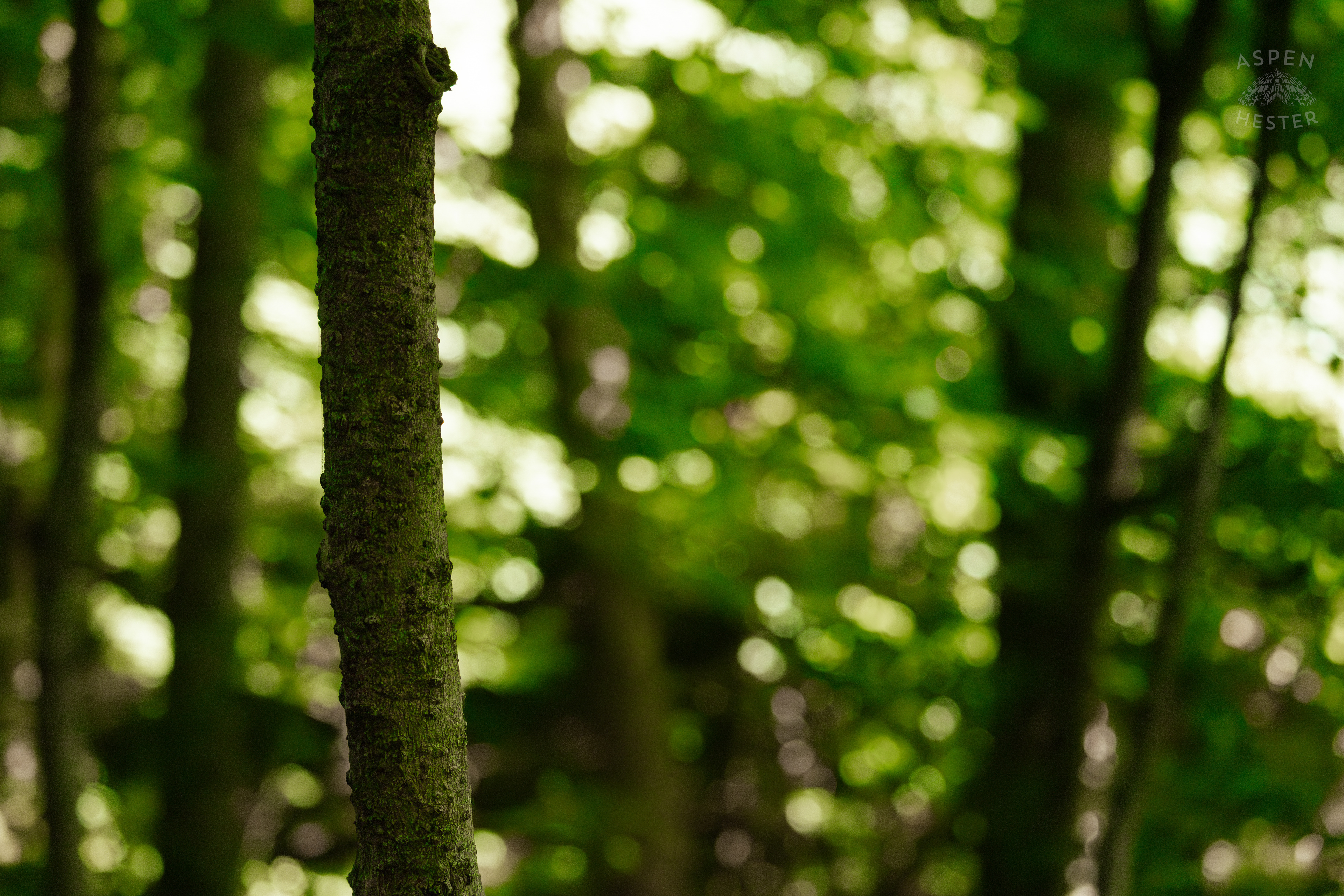 Trees in Cherokee Park. June 11th, 2024/Aspen Hester
