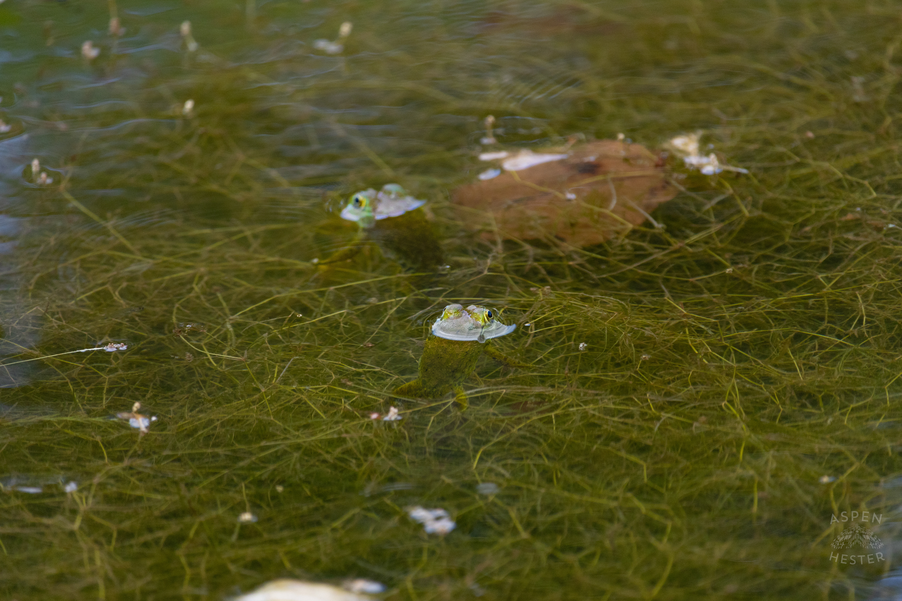 Two Frogs in The Chickasaw Park Pond. August 25th, 2024/Aspen Hester
