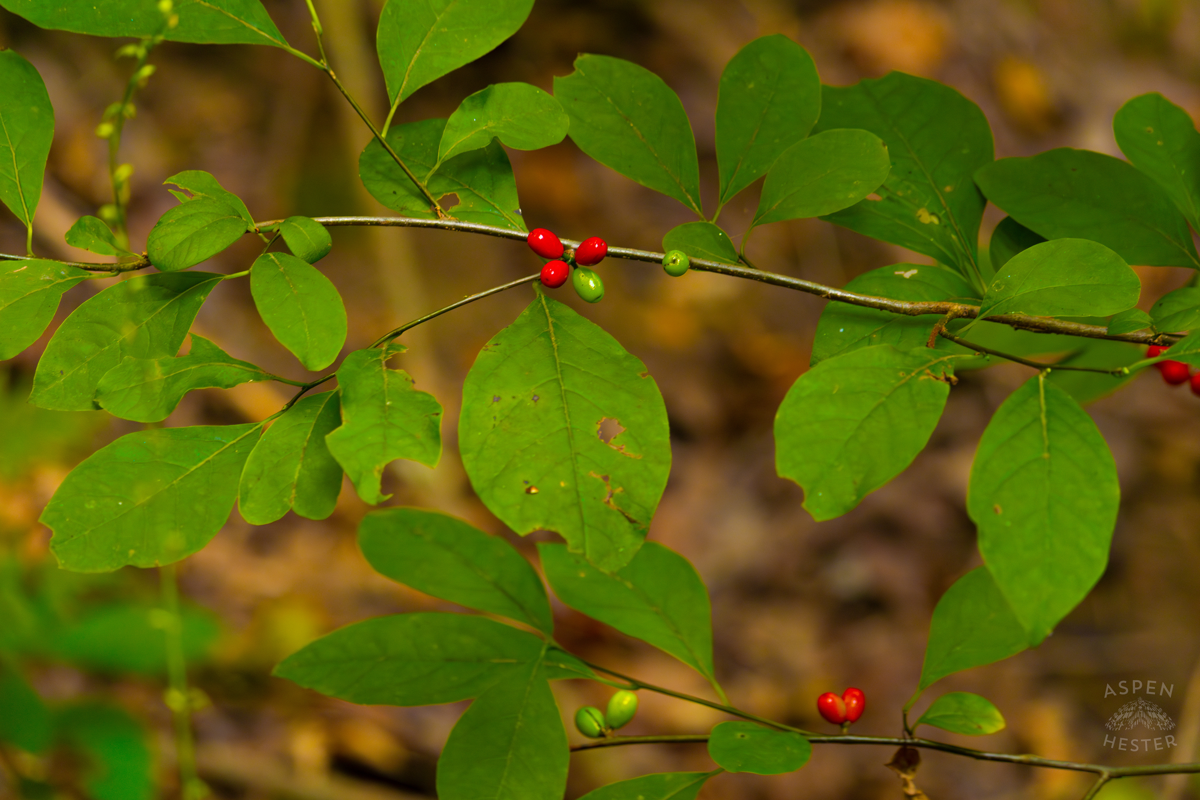 Spicebush Berries Growing Inside Jefferson Memorial Forest. September 3rd, 2024/Aspen Hester