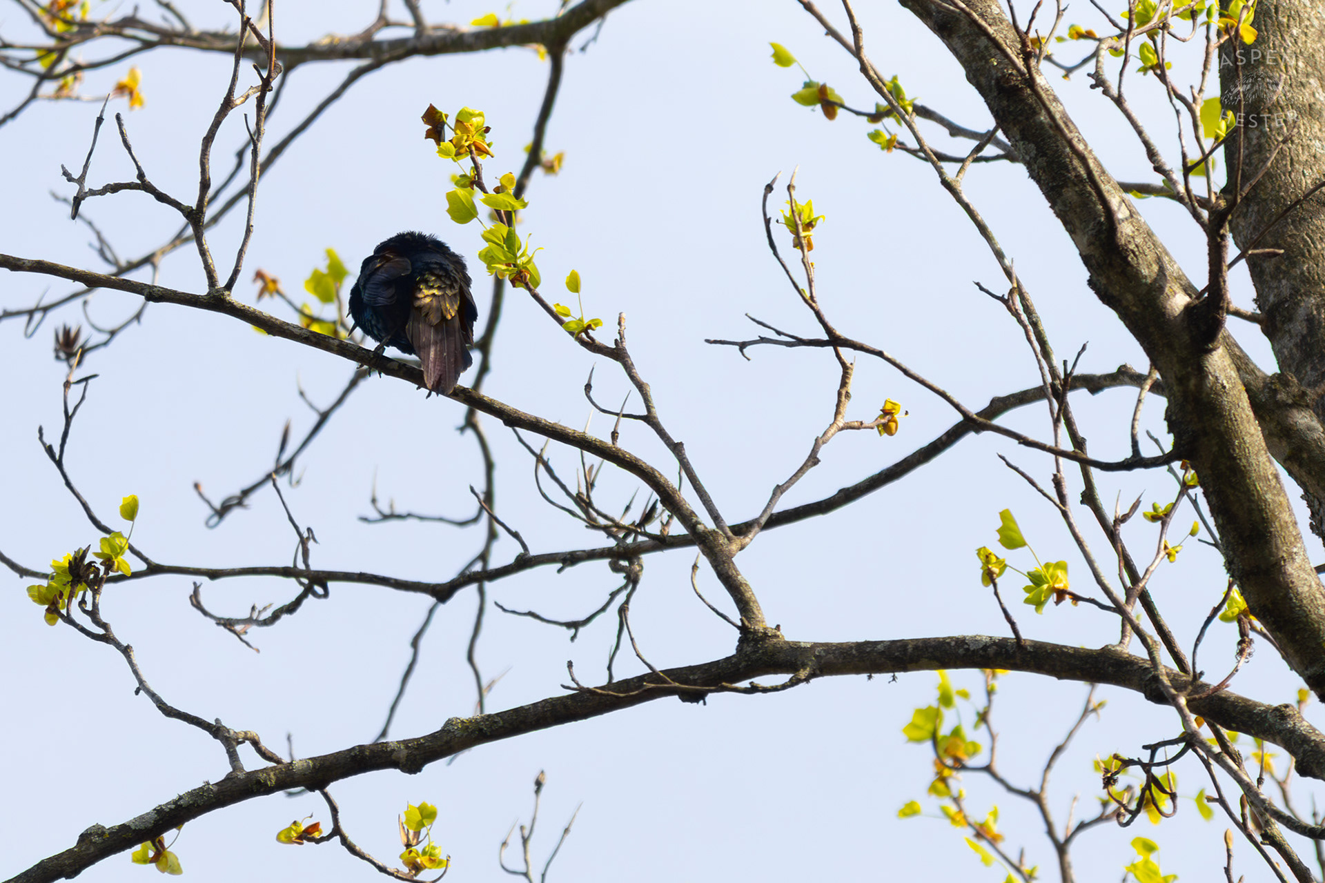 A Common Grackle Perches High in The Branches in My Neighbor's Yard. March 29th, 2026/Aspen Hester