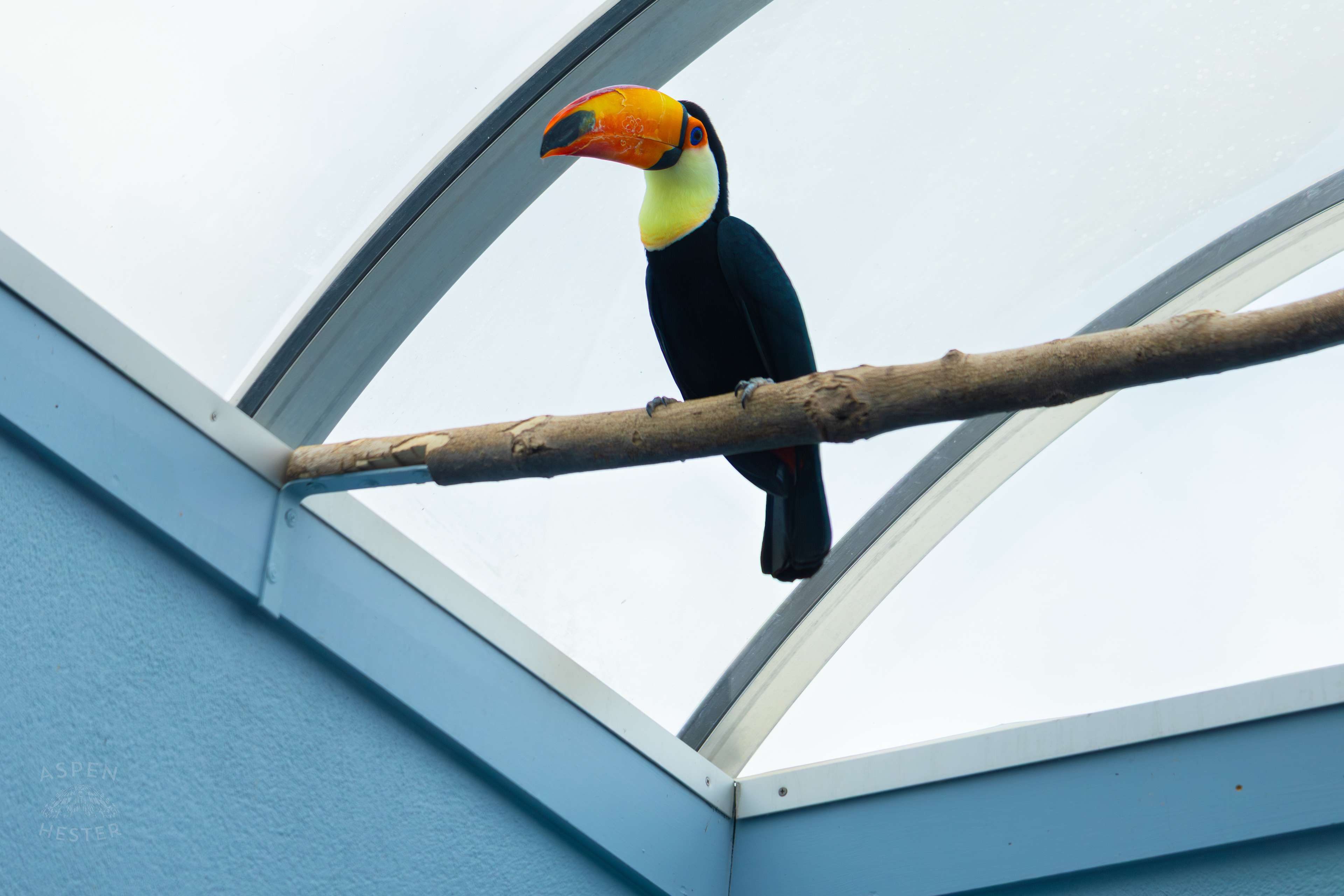 Toucan Perches High Up Inside The National Aviary in Pittsburgh Pennsylvania. February 26th, 2025/Aspen Hester