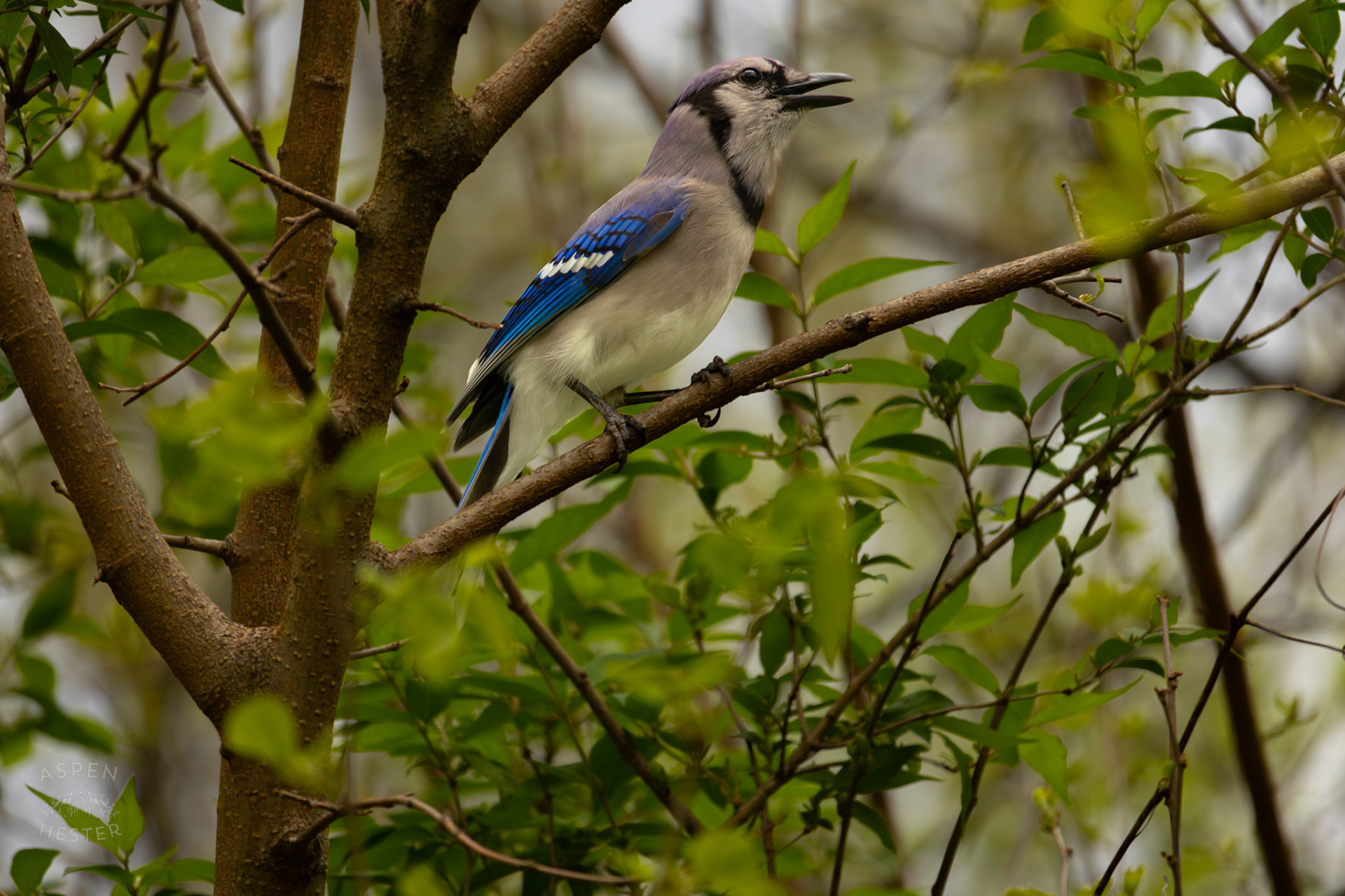 A Blue Jay Calls Out From A Tree Top in Brown Park. April 14th, 2025/Aspen Hester 