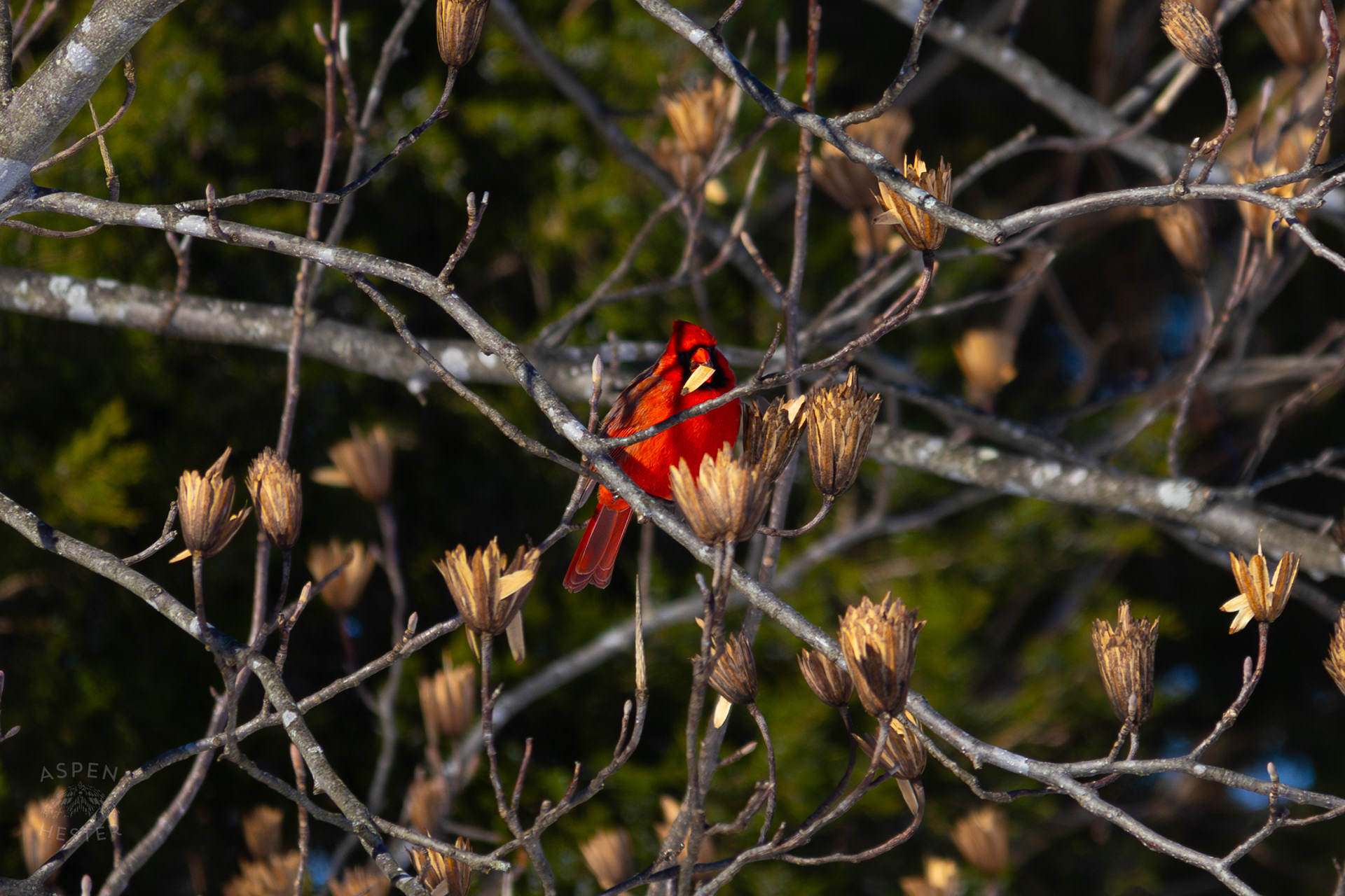 A Cardinal Eats The Seeds From A Tulip Tree in my Backyard. January 13th, 2025/Aspen Hester