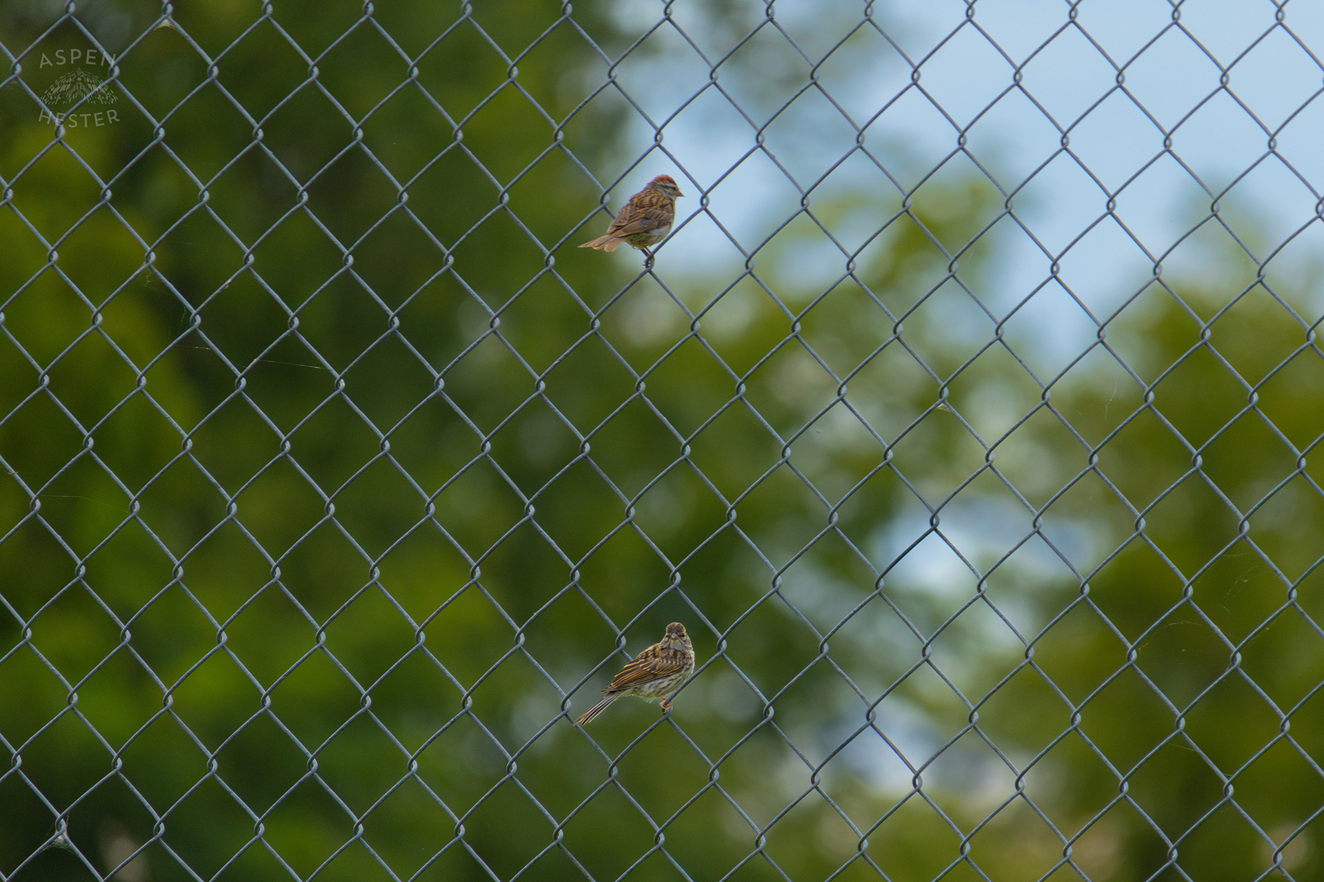 Two Song Sparrows Rest on A Chain Link Fence in Wendell Moore Park. August 12th, 2024/Aspen Hester