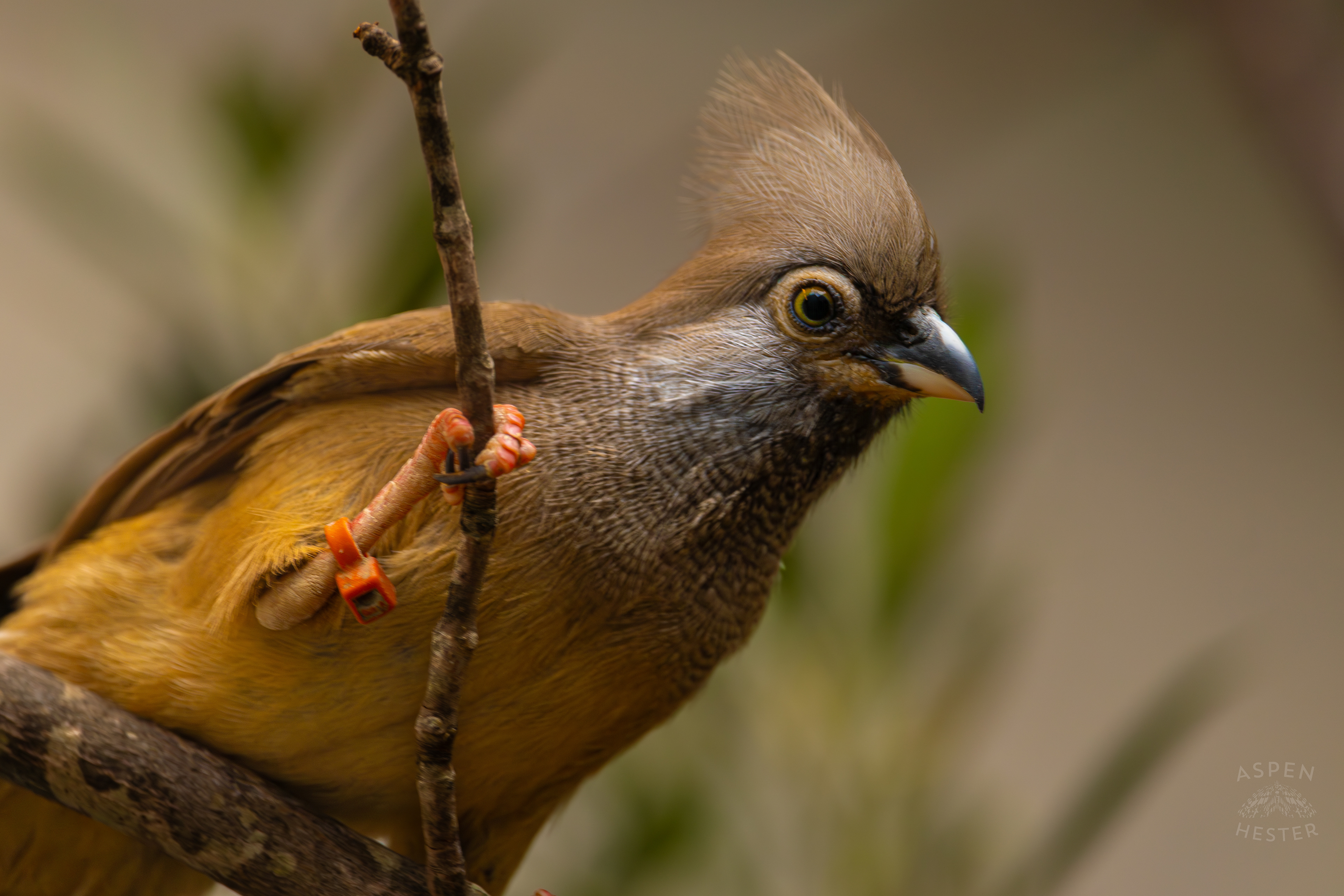 A Speckled Mousebird Chills in The Grasslands Inside The National Aviary in Pittsburgh Pennsylvania. February 26th, 2025/Aspen Hester