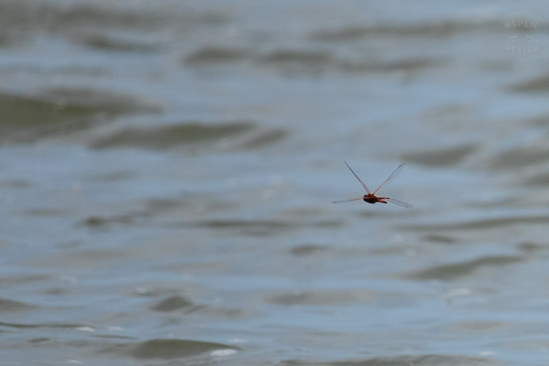 Dragonfly Buzzing Around Tybee Island Georgia. June 24th, 2024/Aspen Hester