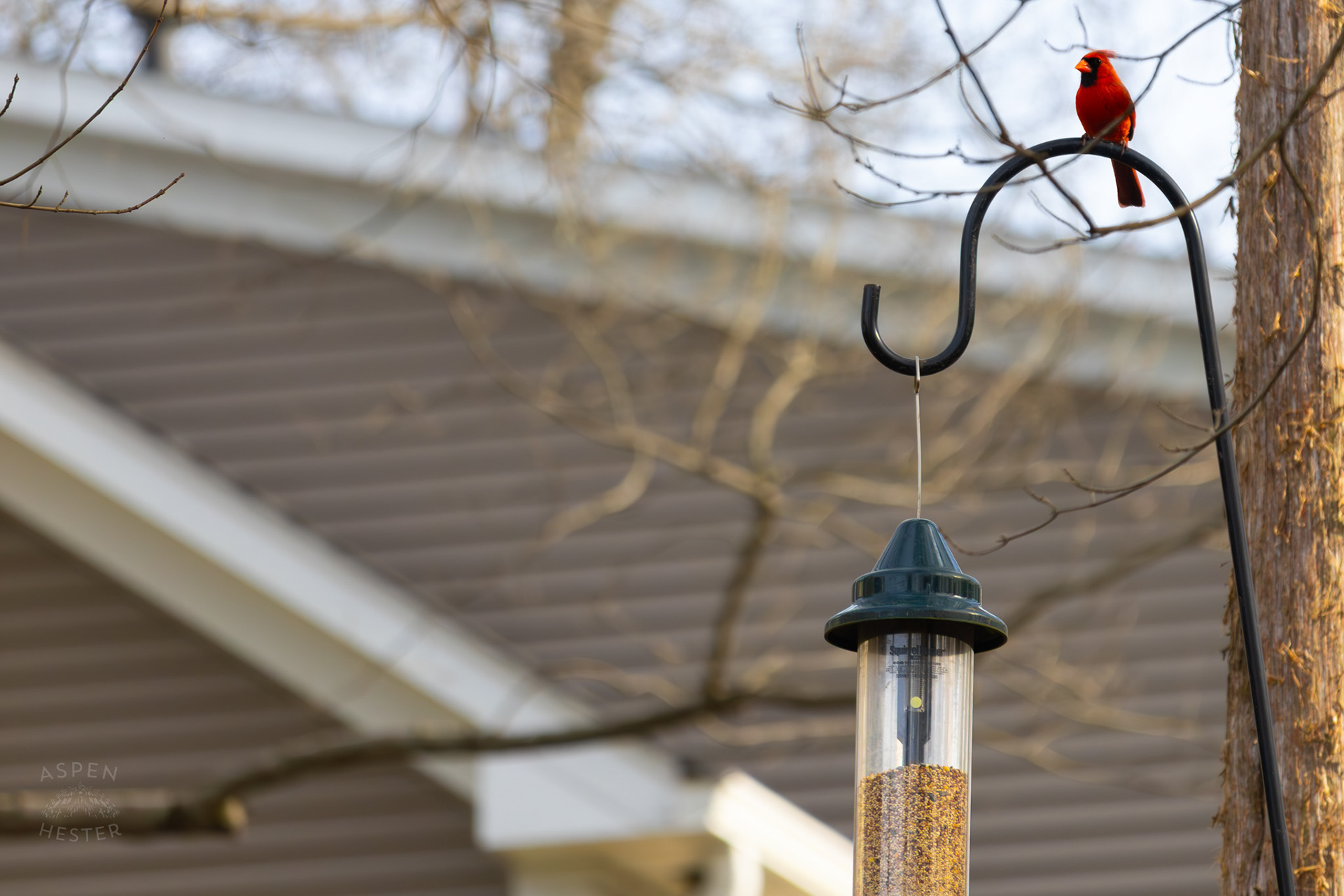A Male Cardinal Sits Atop A Birdfeeder in My Neighbor's Yard. March 29th, 2026/Aspen Hester