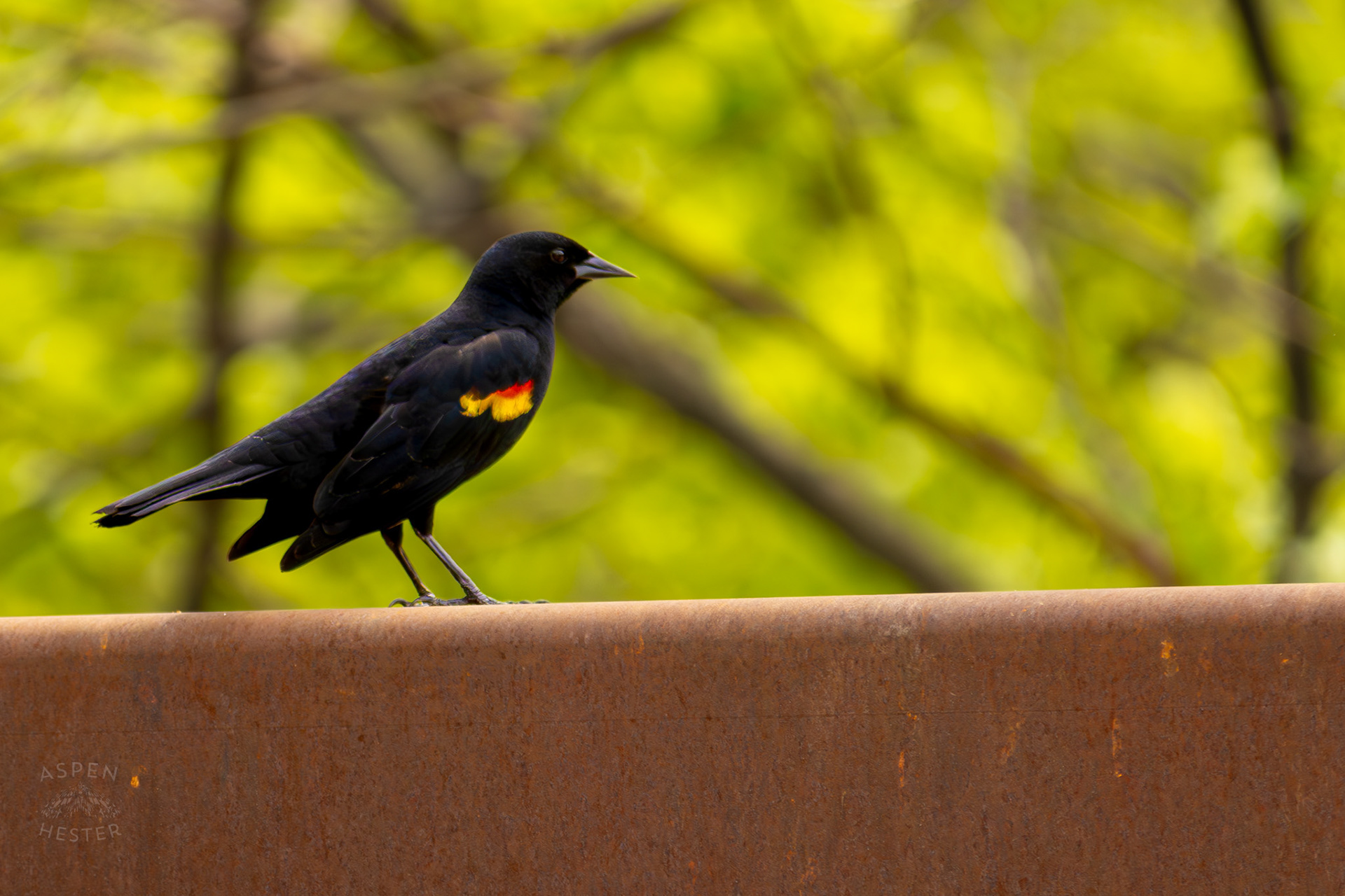 A Red-Wing Blackbird Rests on A Railing in Brown Park. April 14th, 2025/Aspen Hester